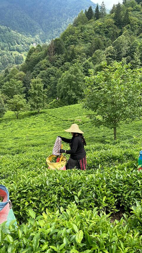 Tea Picking in Mountain Tea Plantation