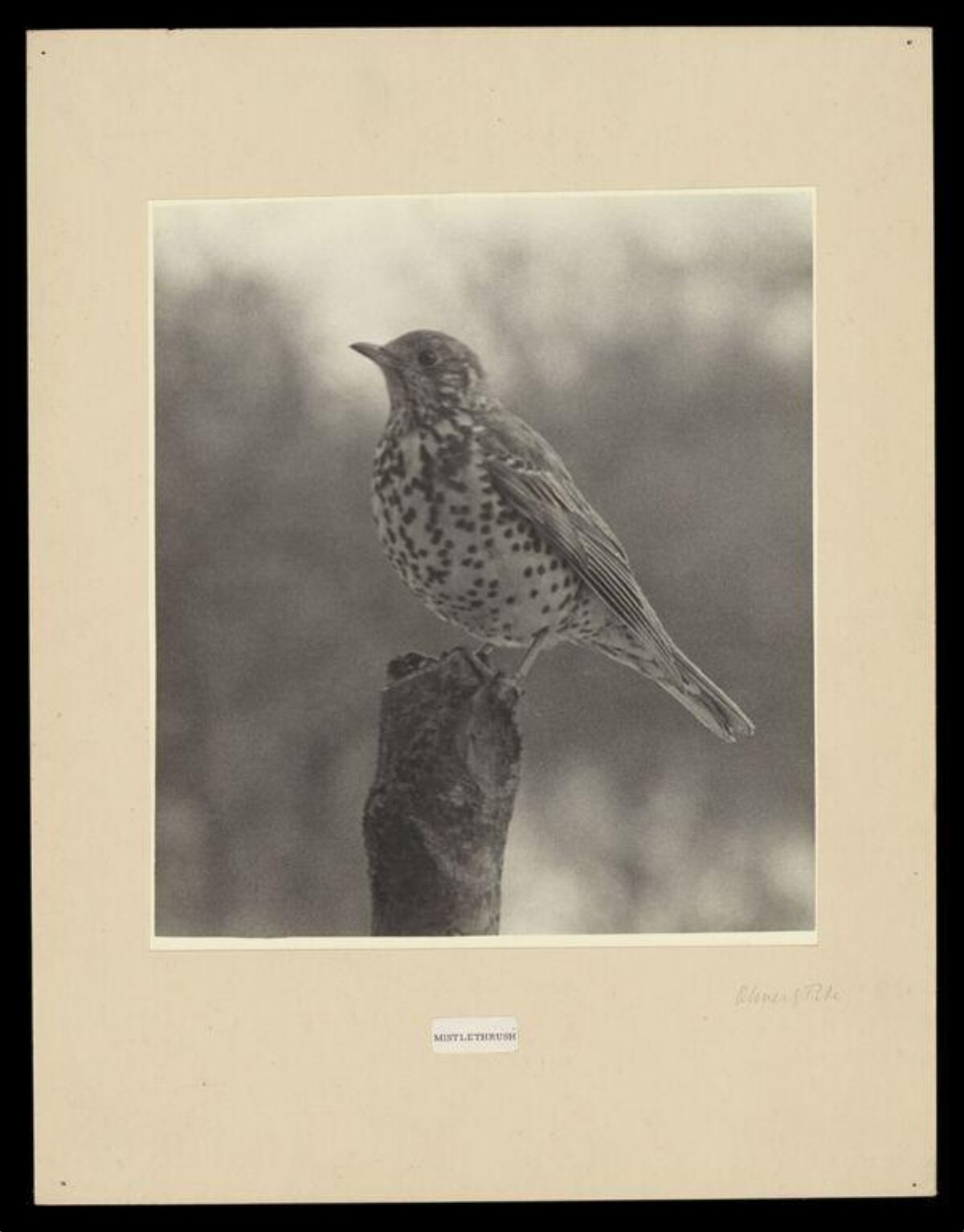 Mistle Thrush on Tree Stump