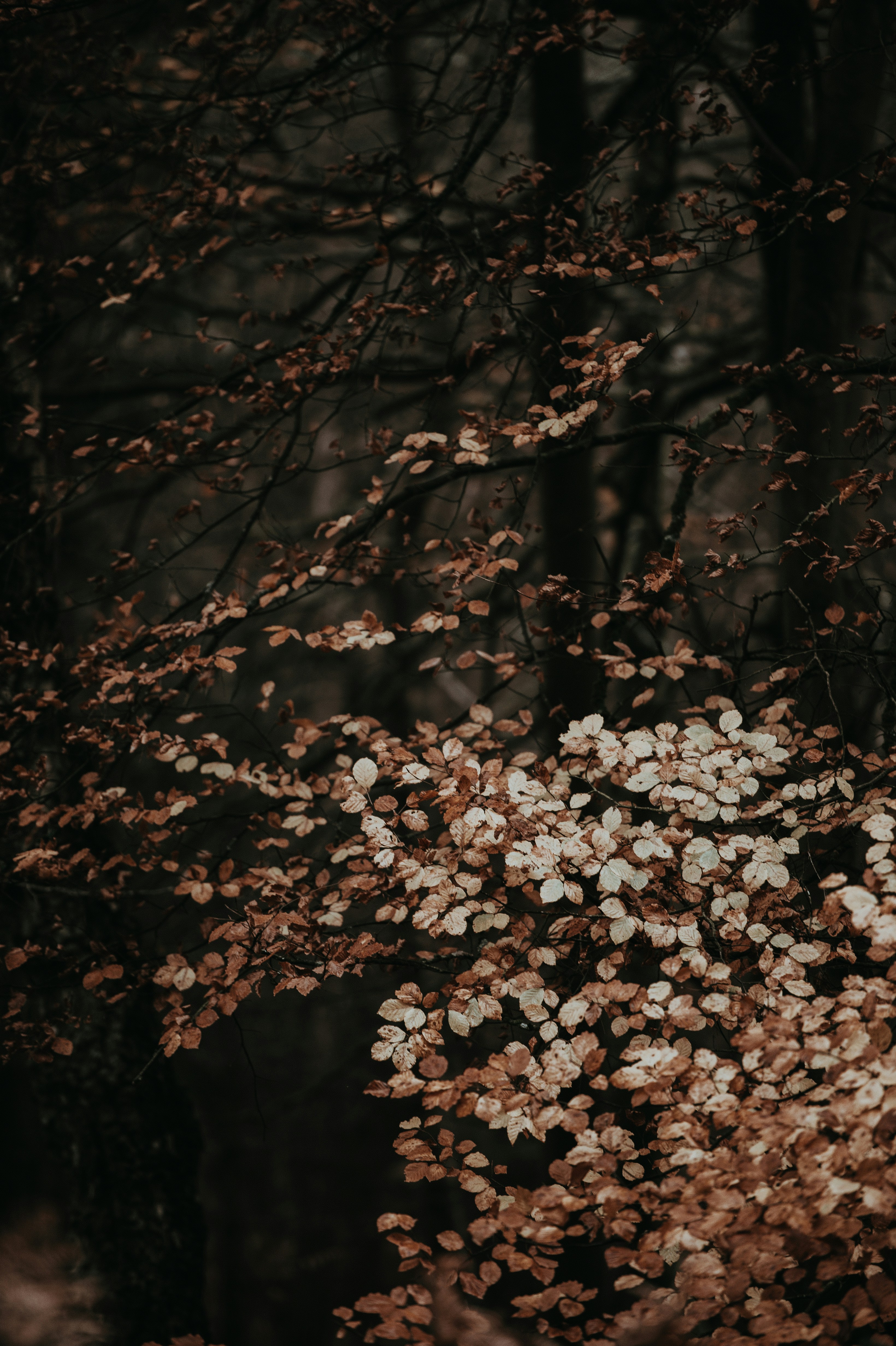 Dried Autumn Leaves in Forest