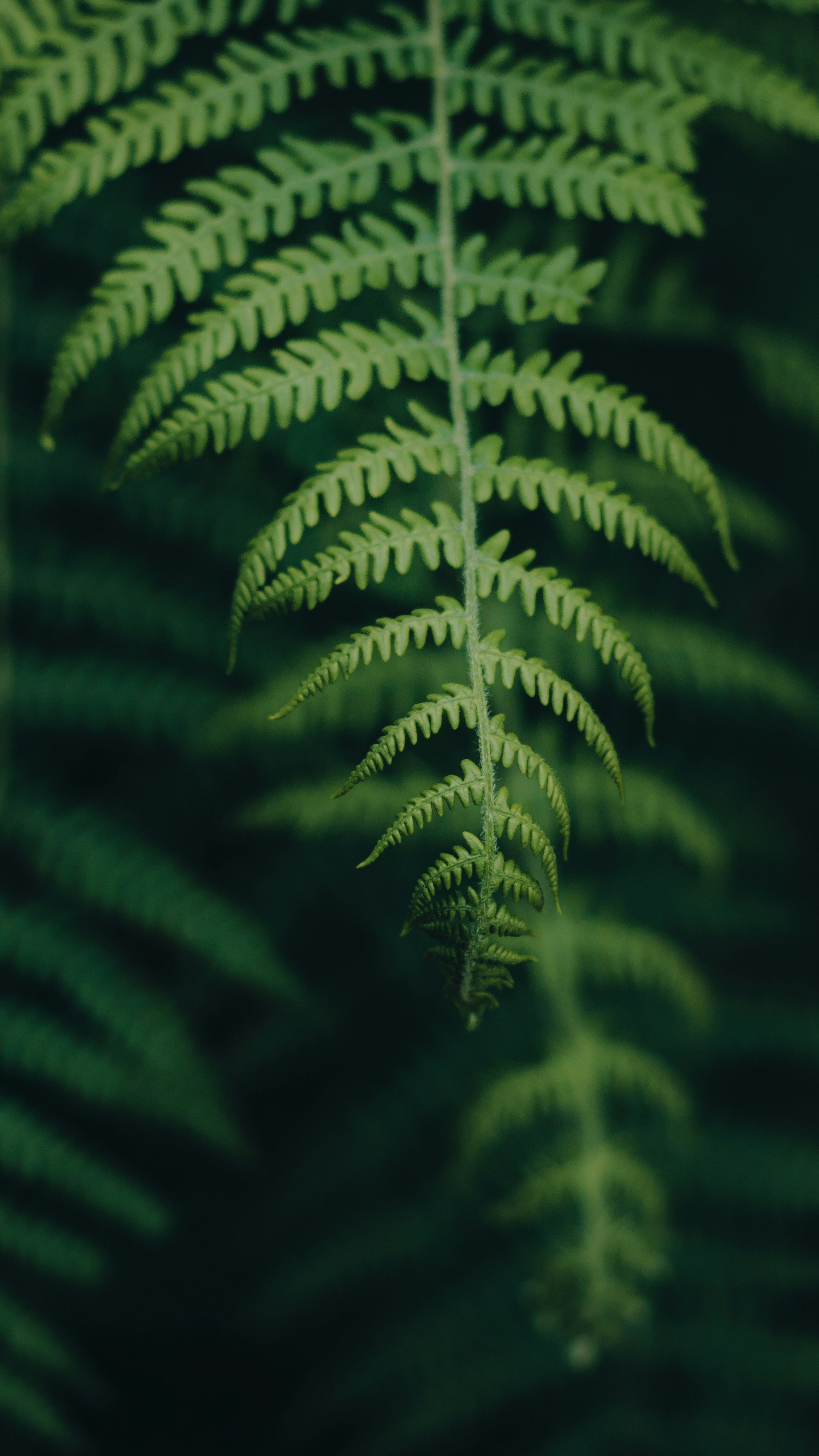 Wallpapers
