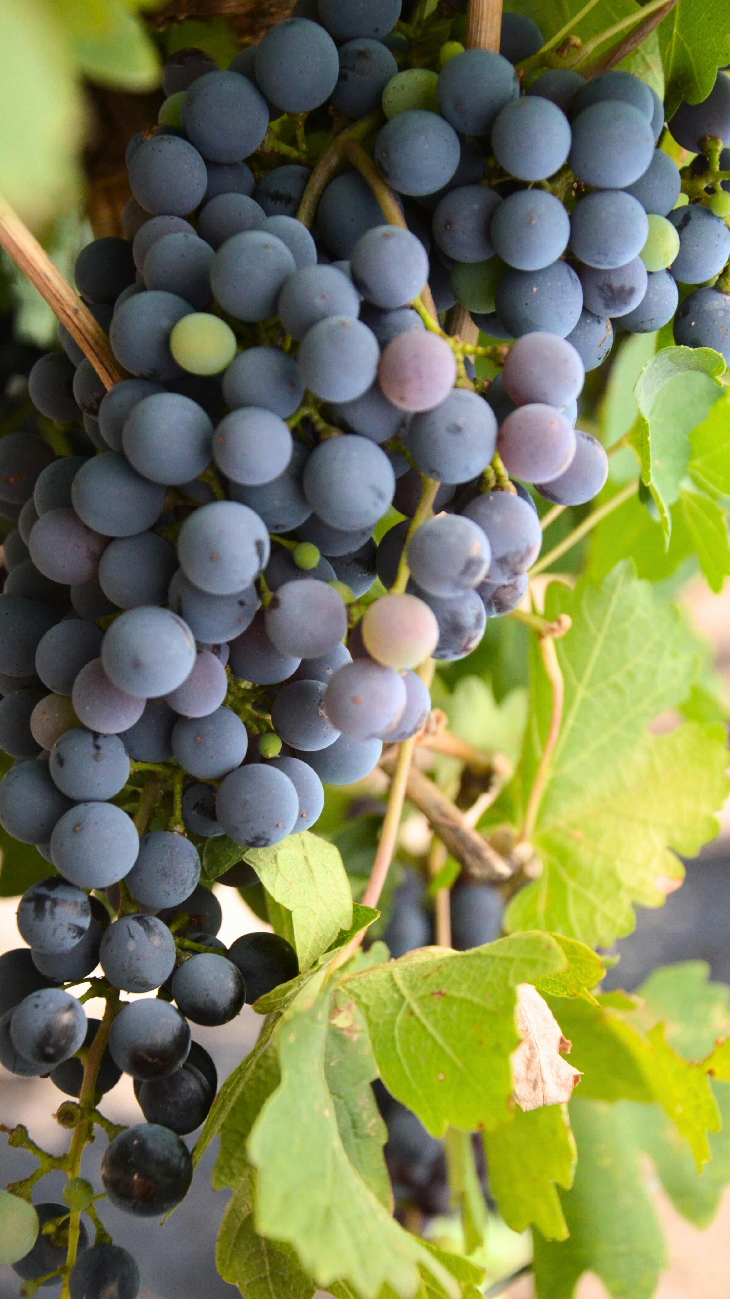Ripening Wine Grapes on the Vine