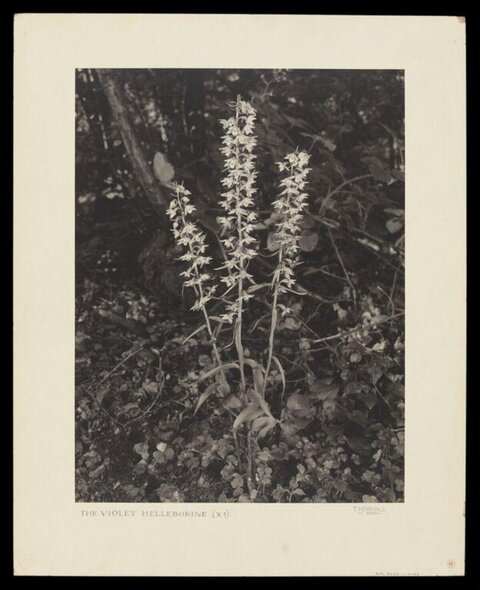 Violet Helleborine in Woodland