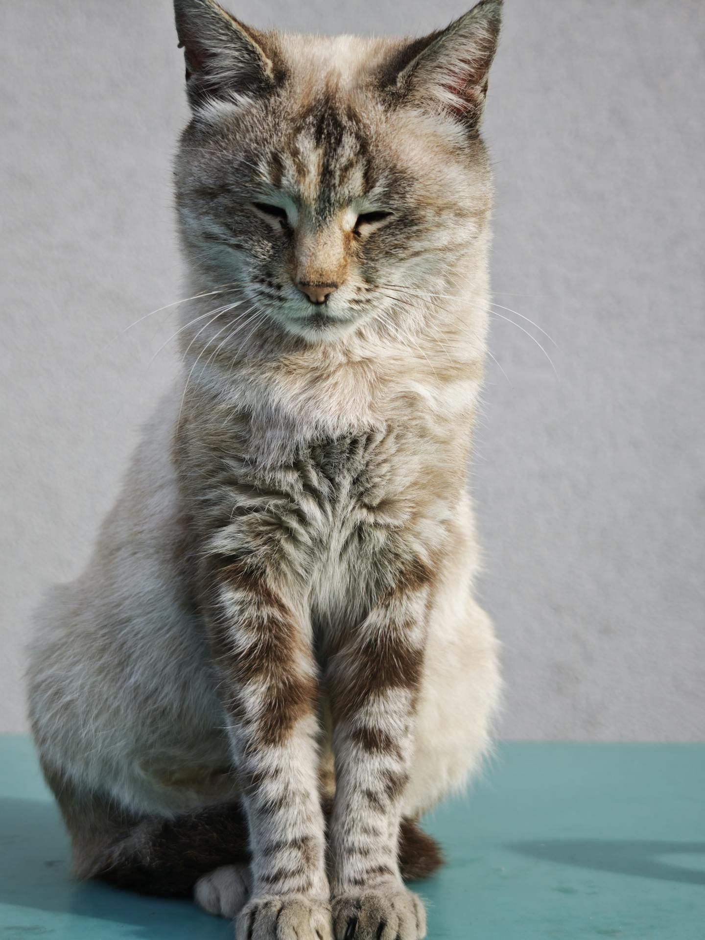 Sitting Tabby Cat With Closed Eyes