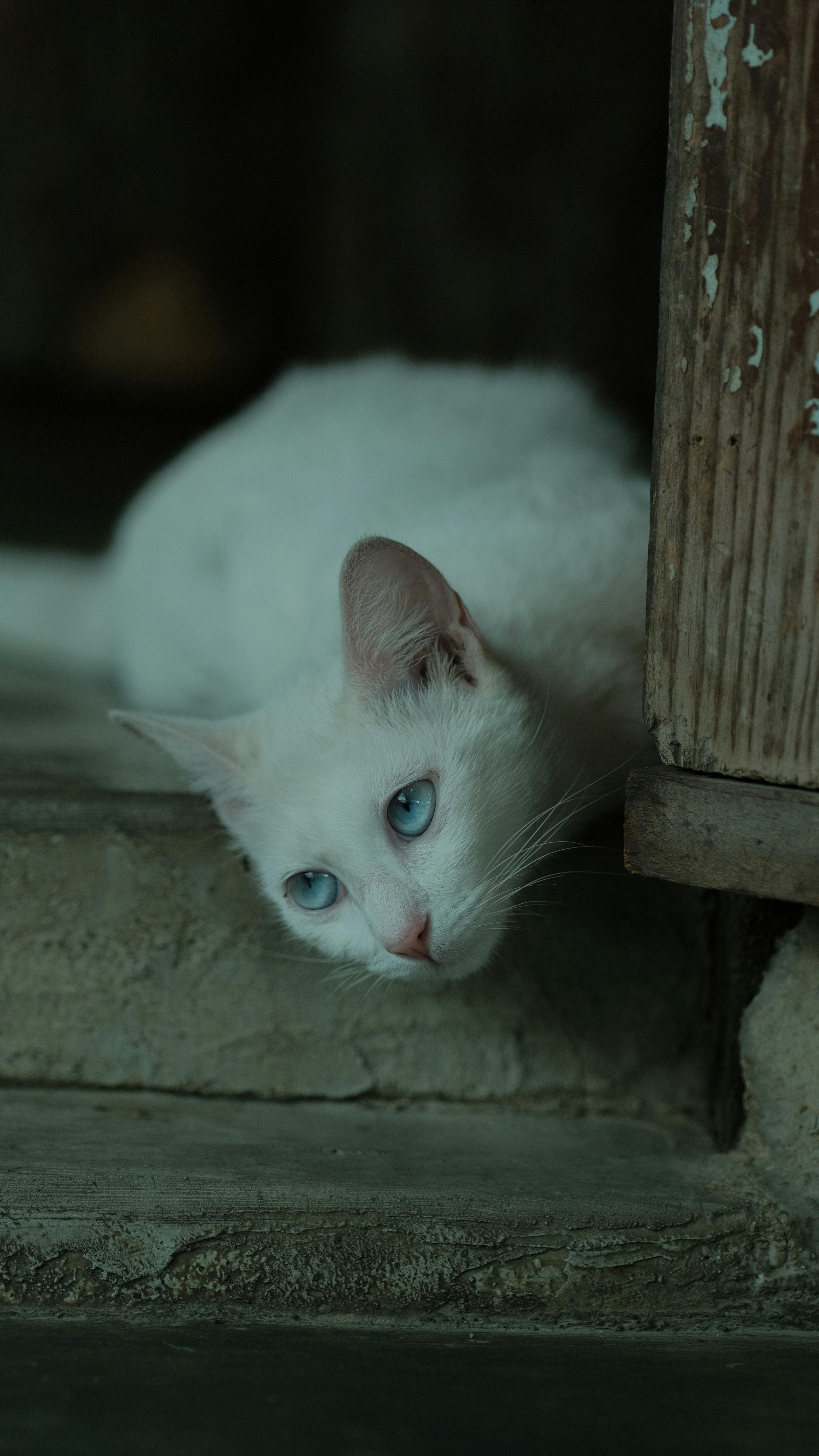 White Cat With Striking Blue Eyes