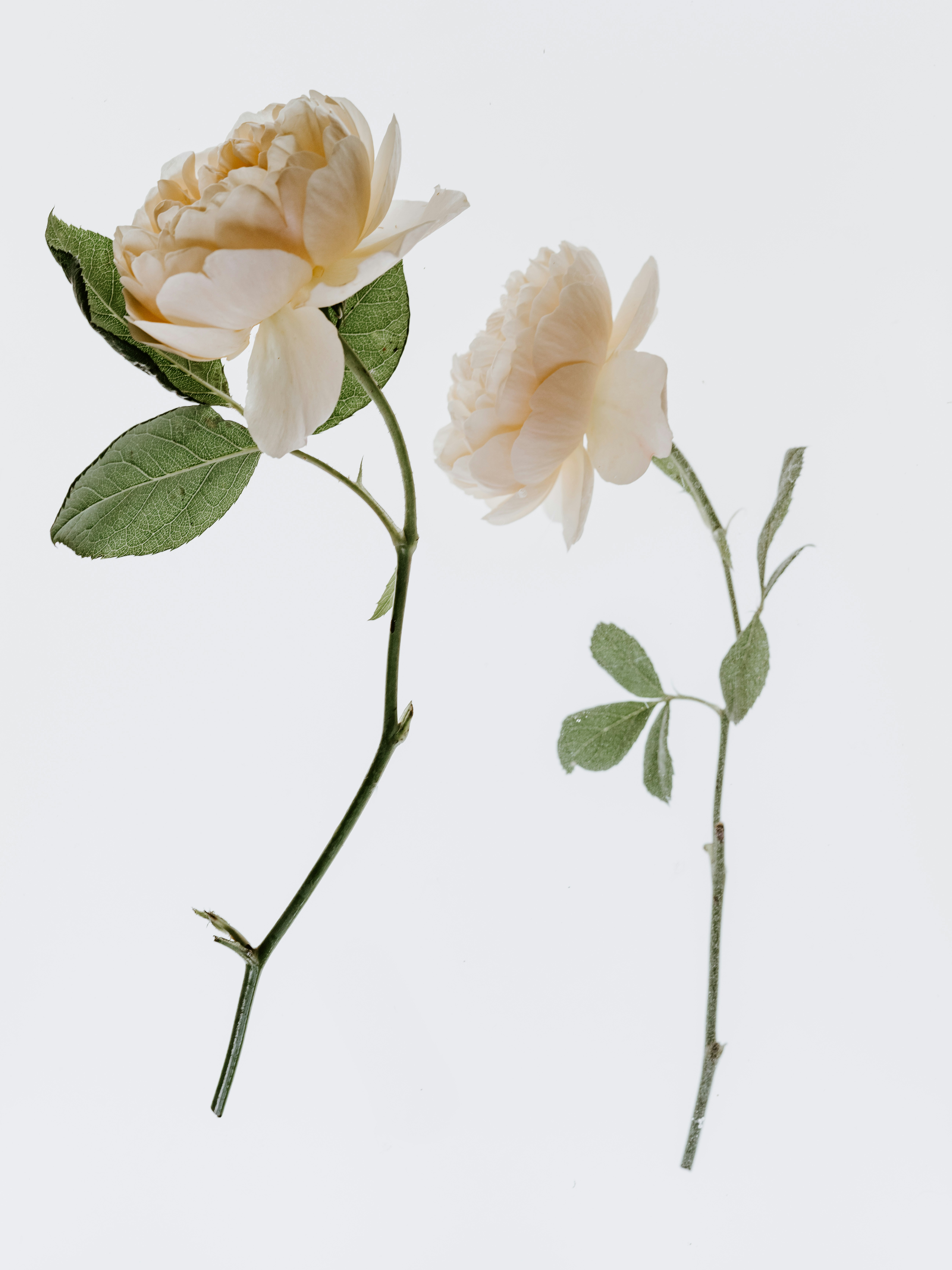 Two Cream Roses on White Background
