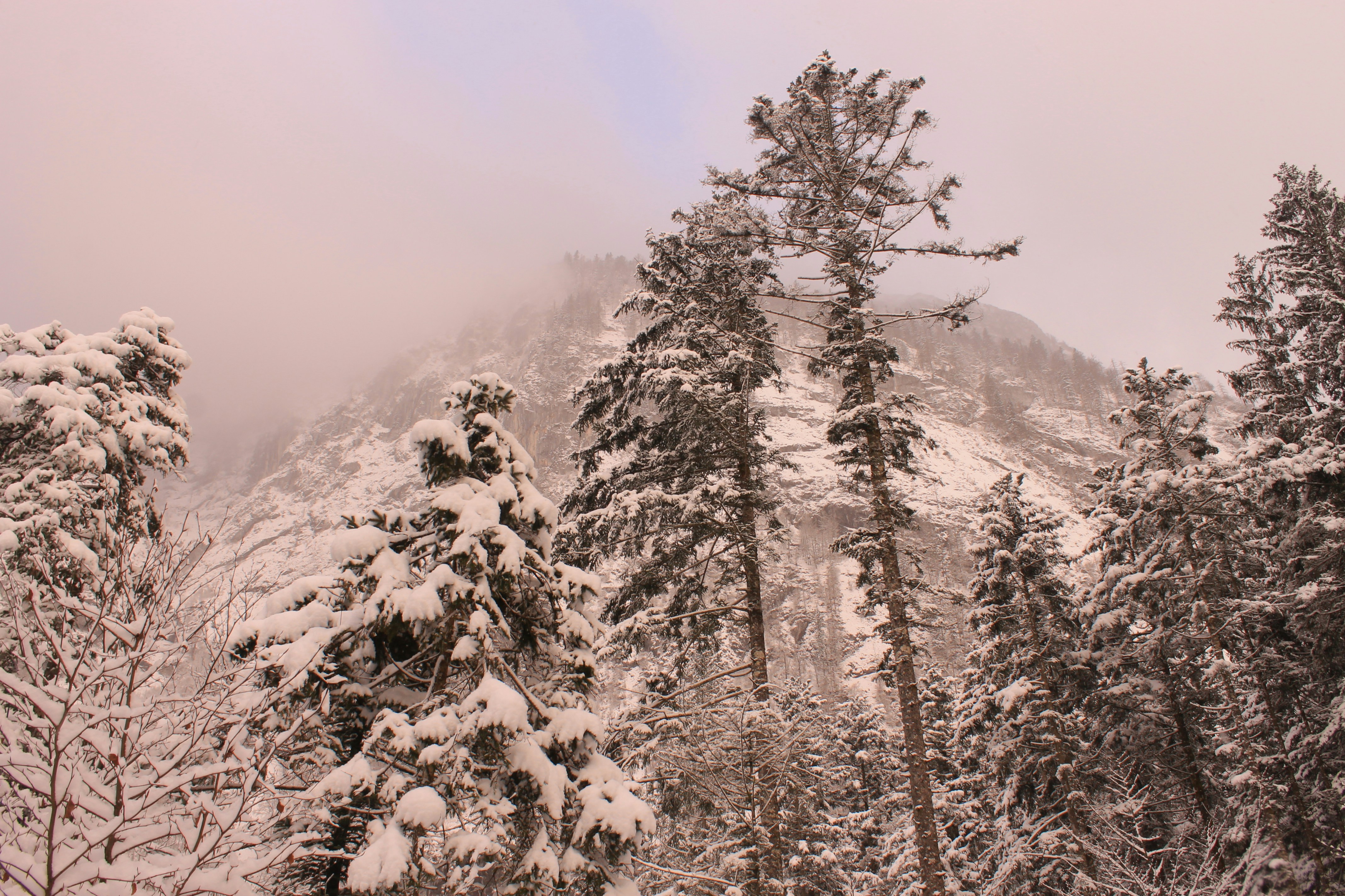 Snowy Mountain Forest in Fog