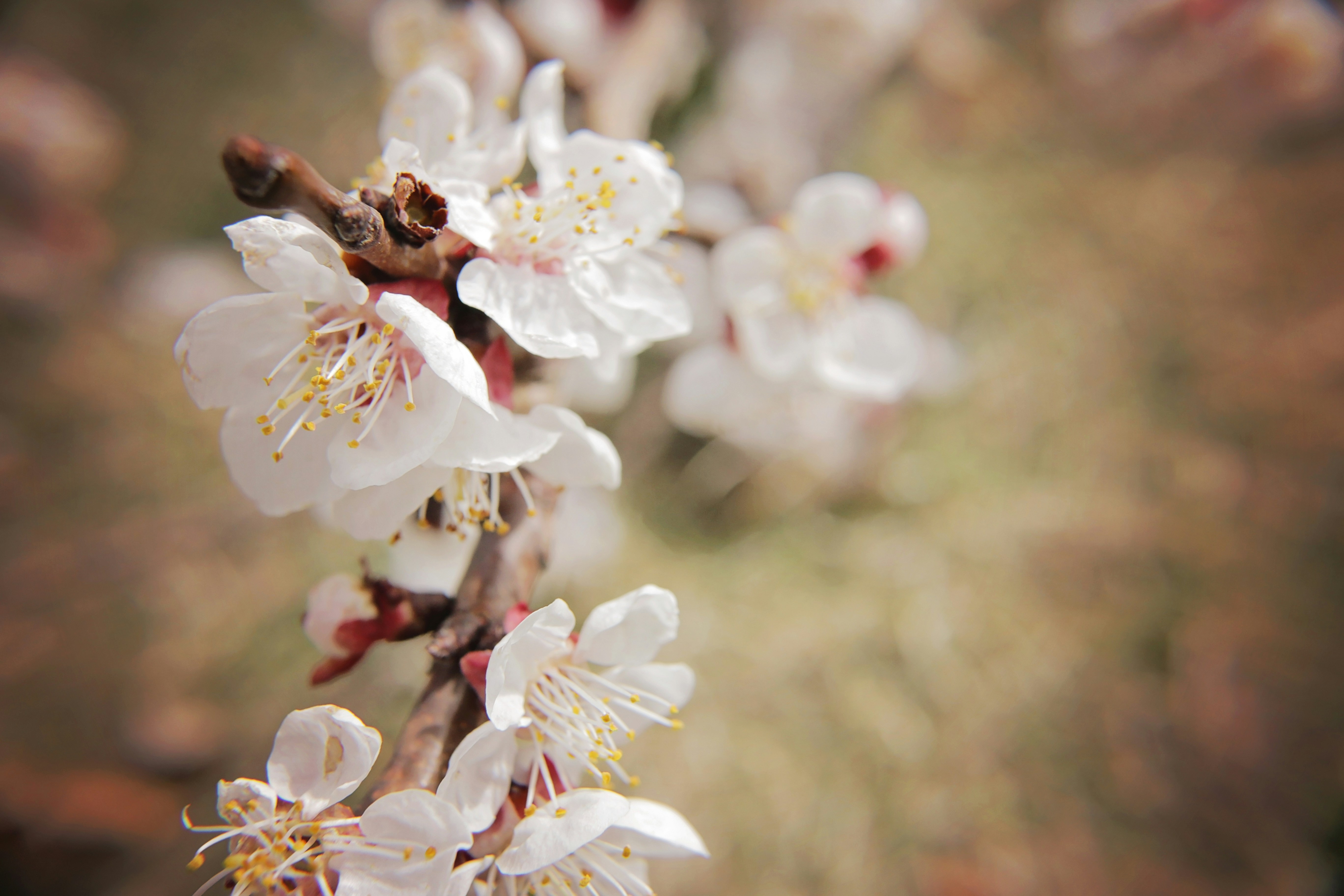 Close-up of Blooming Apricot Blossoms