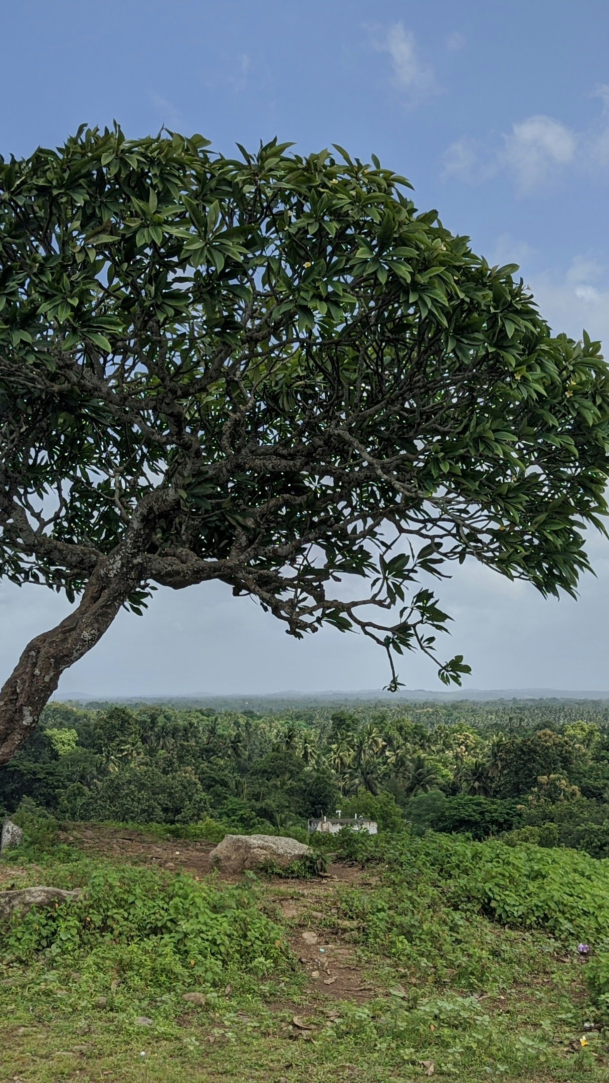 Hilltop Tree Overlooking Green Valley