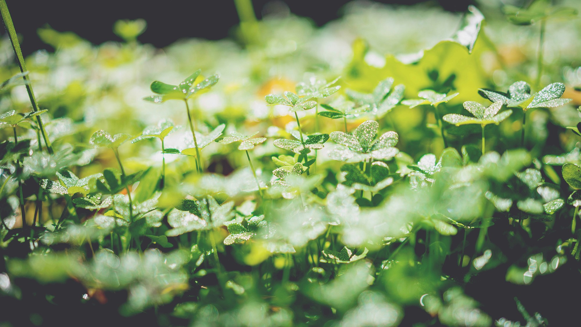 Clover with Morning Dew — Plant Encyclopedia