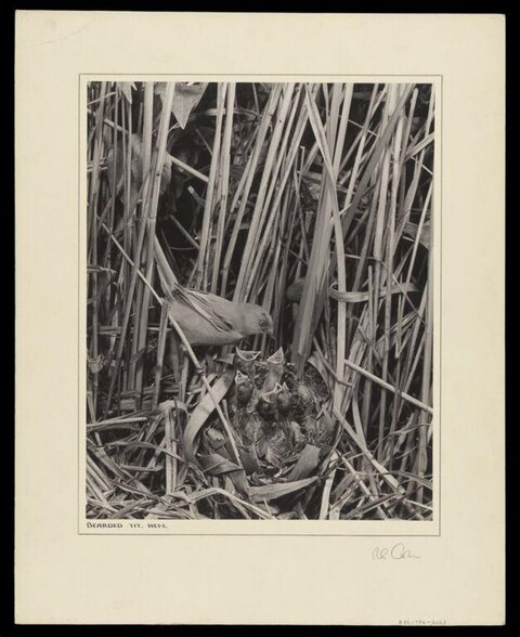 Bearded Tit at Nest