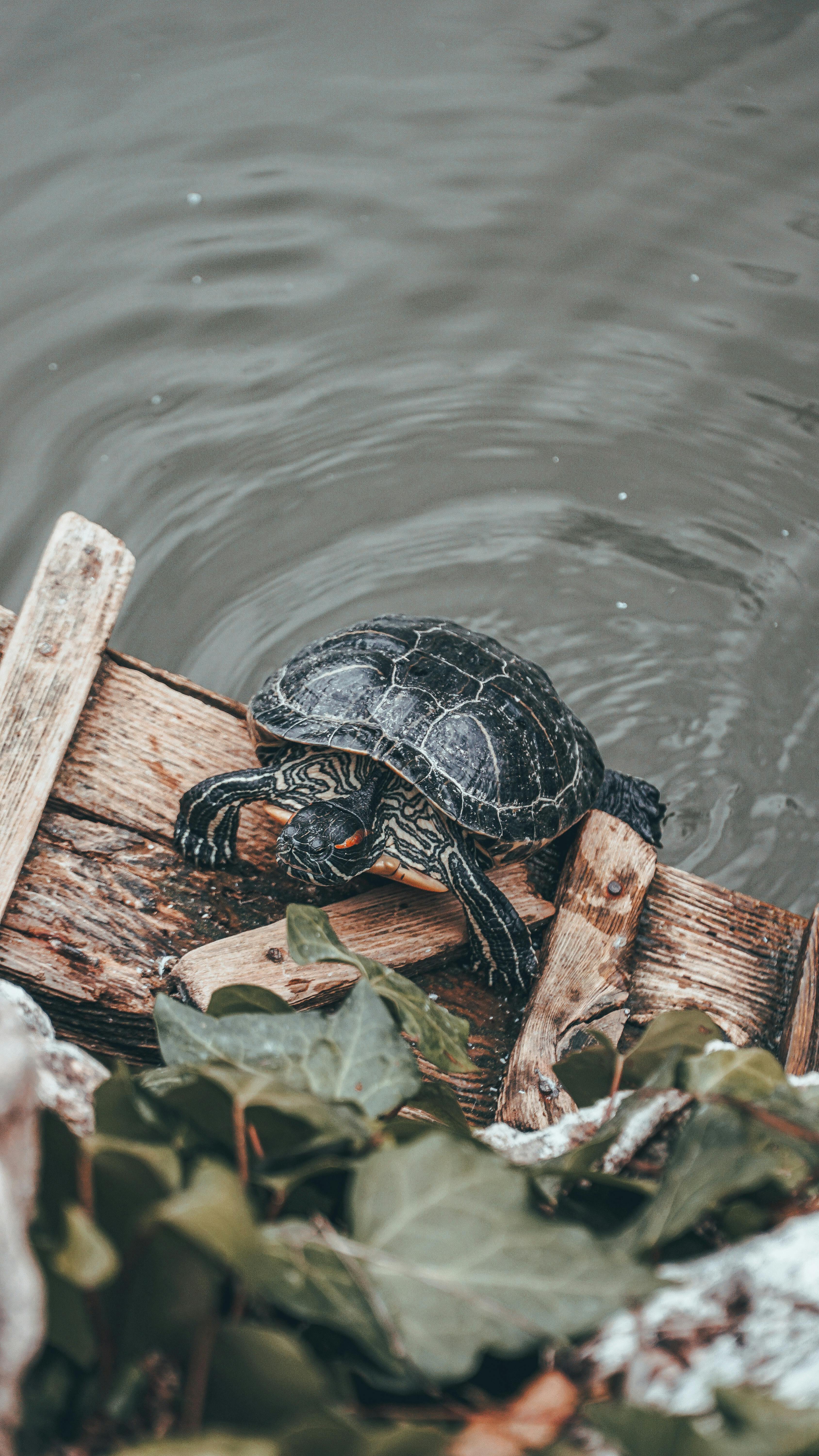 Image 1485383 — Animal Encyclopedia