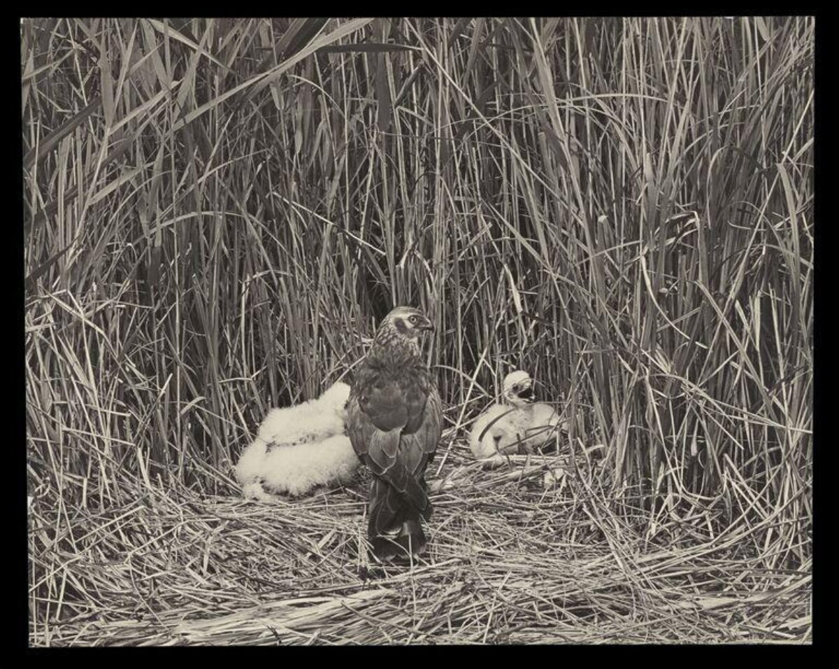 Raptor and Chicks in Reed Bed Nest