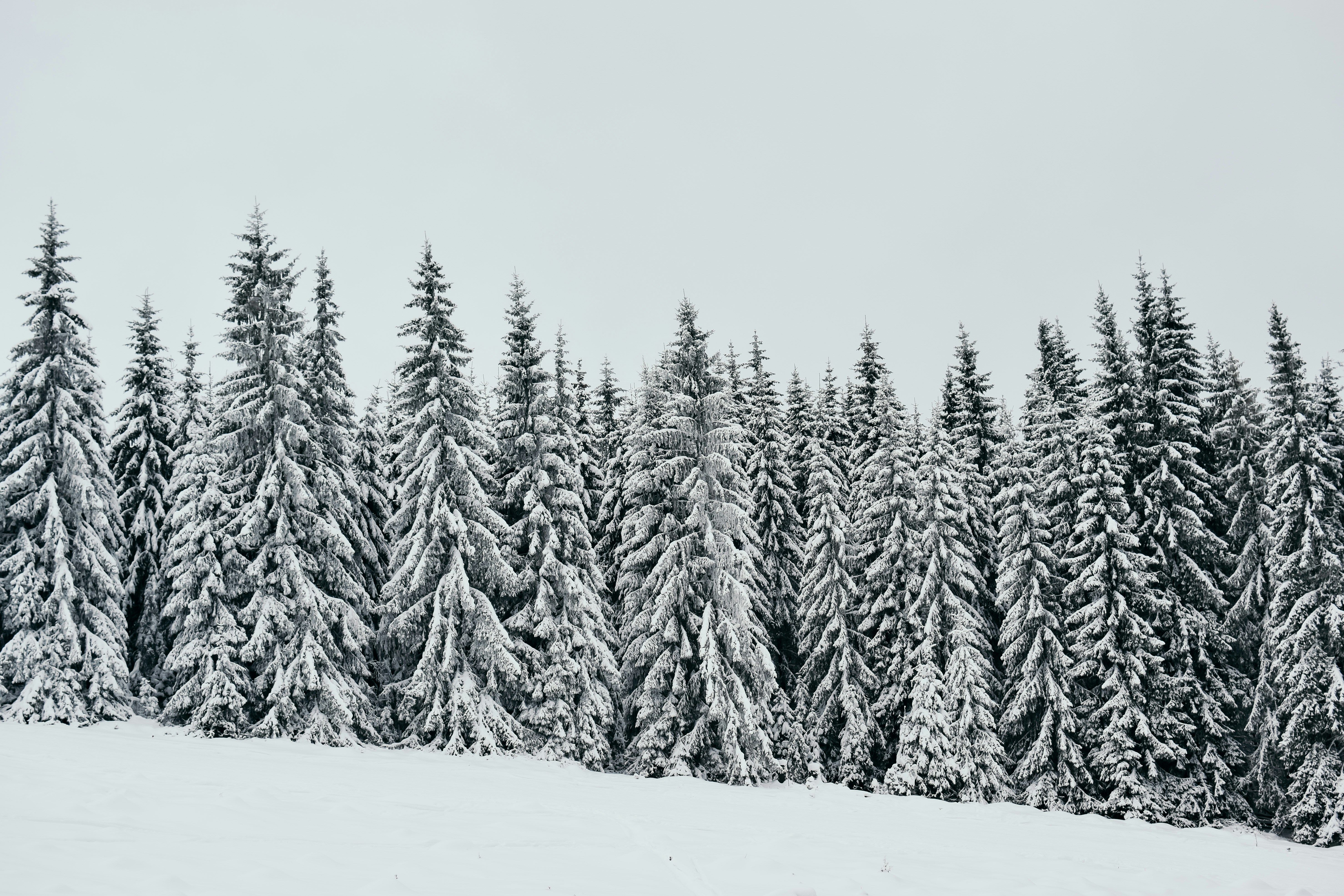 Snow Covered Pine Forest