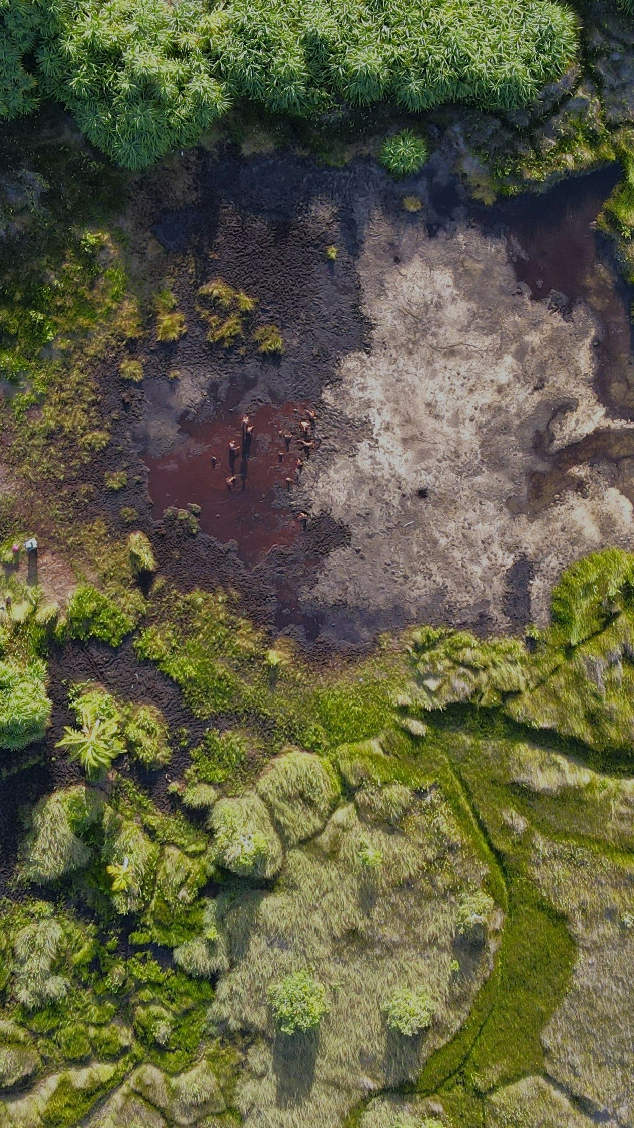 Wallpapers
