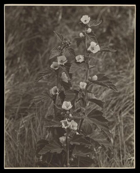 Vintage Photo of Flowering Mallow