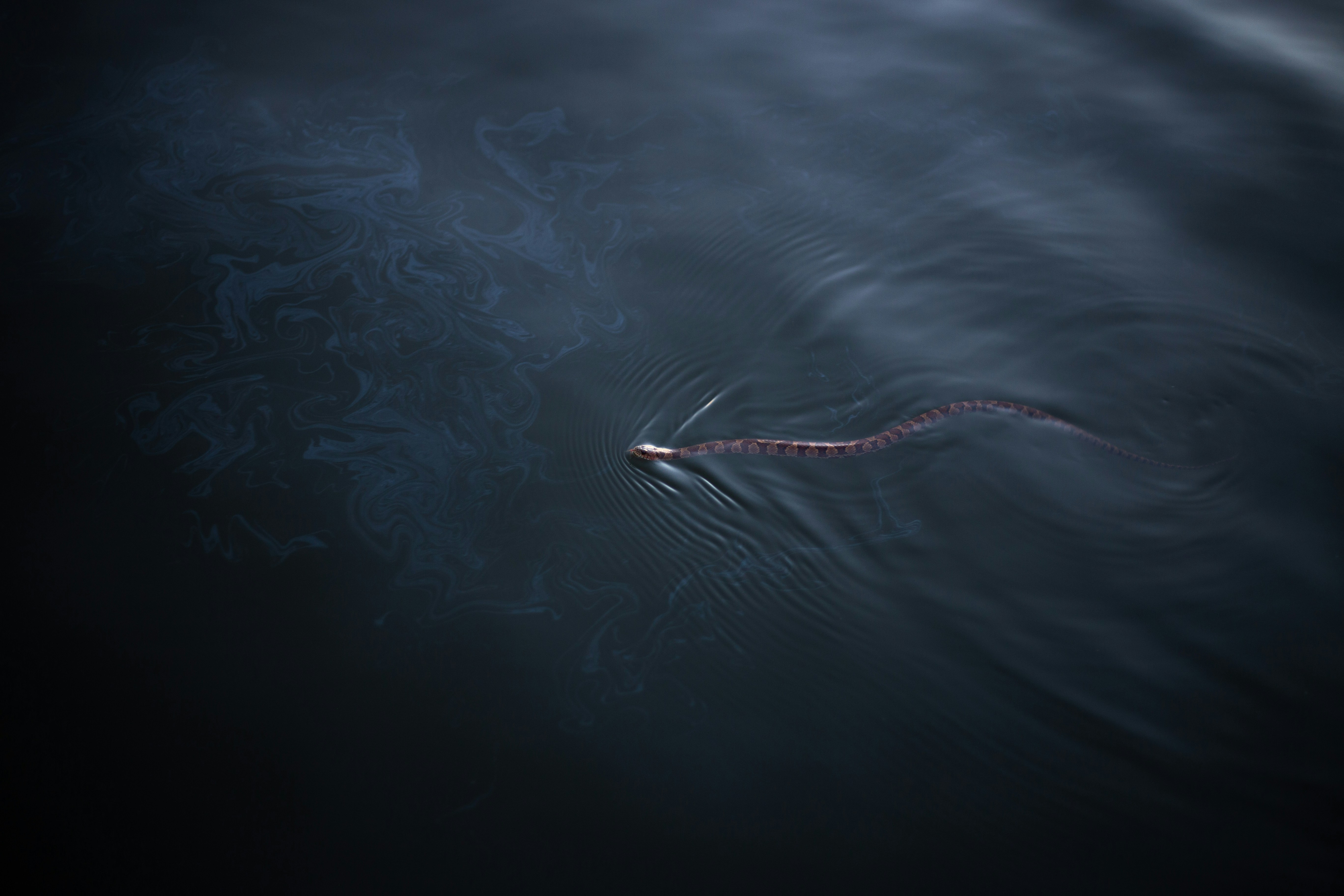 Water Snake Swimming in Dark Water
