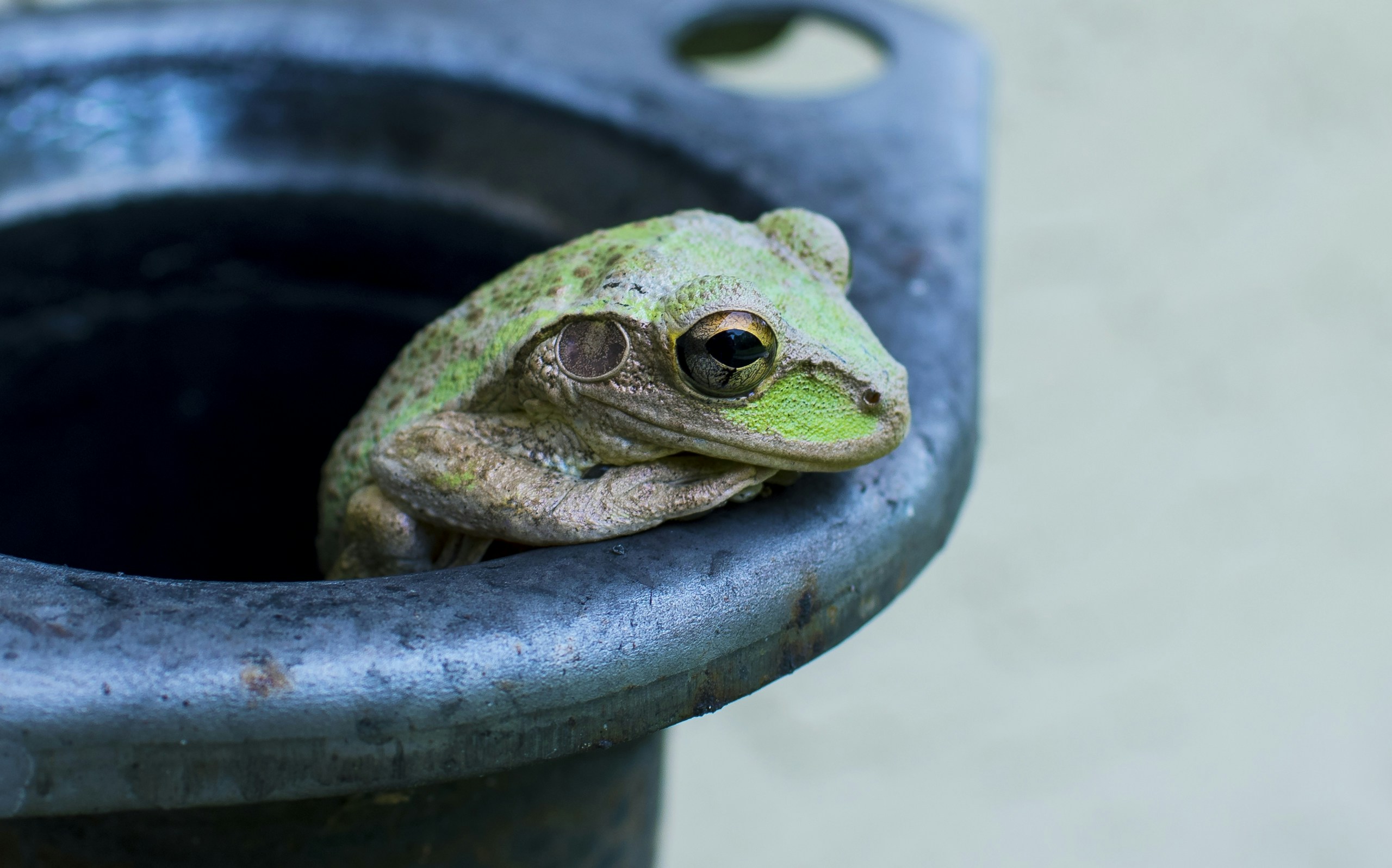 Green-headed Frog Resting in Pipe