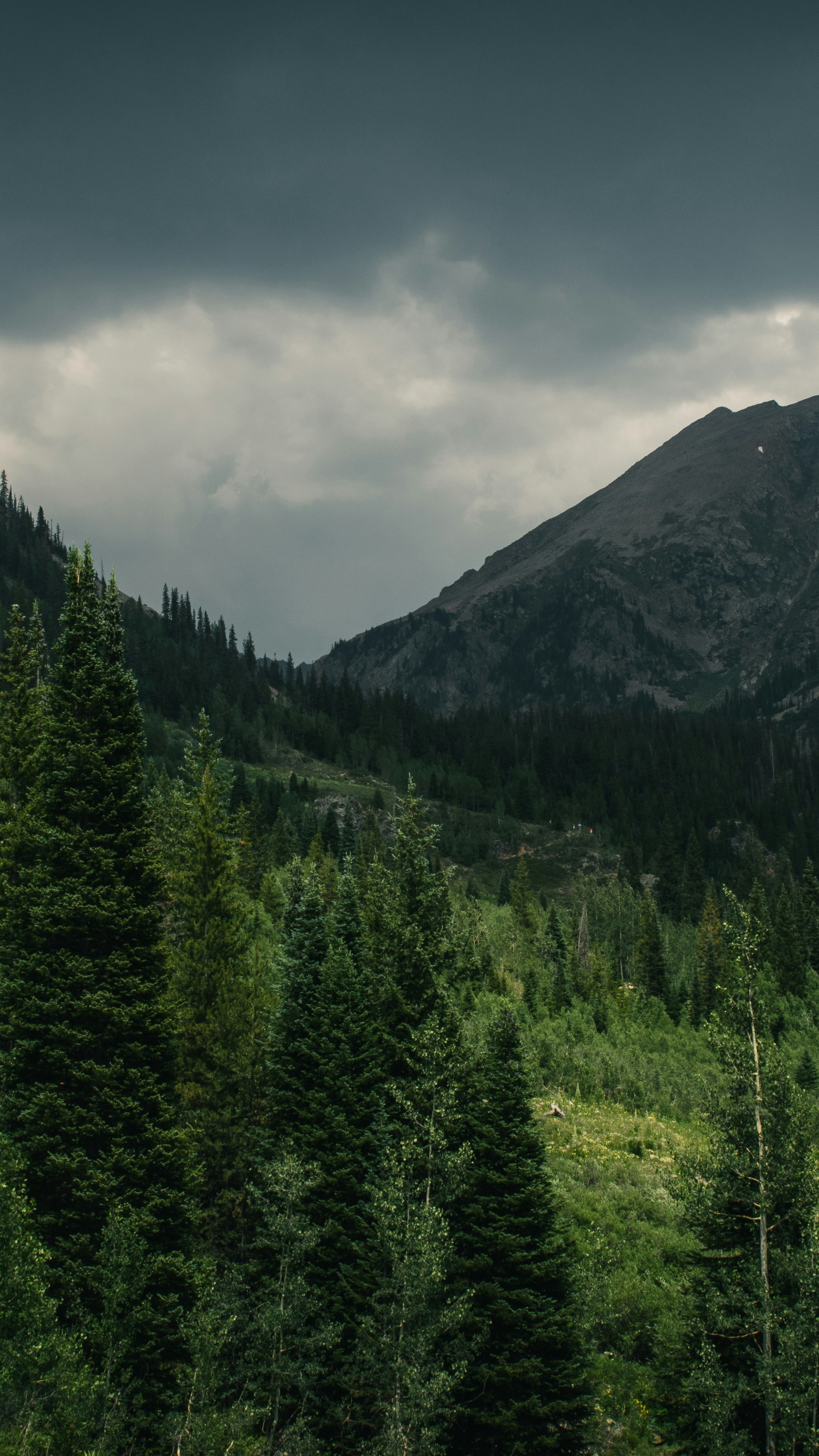 Cloudy Mountain Forest Landscape