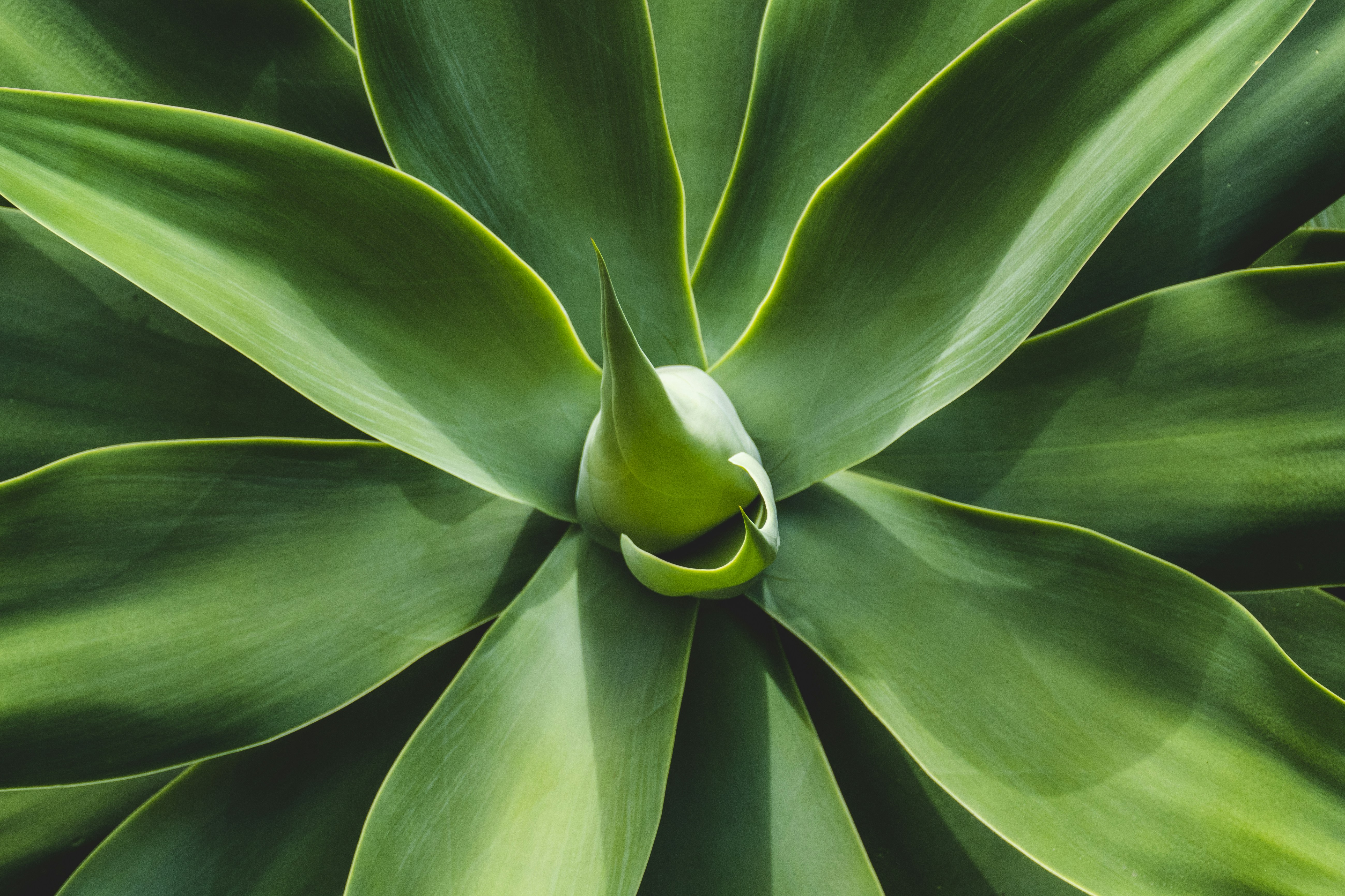 Close-up of Agave Plant