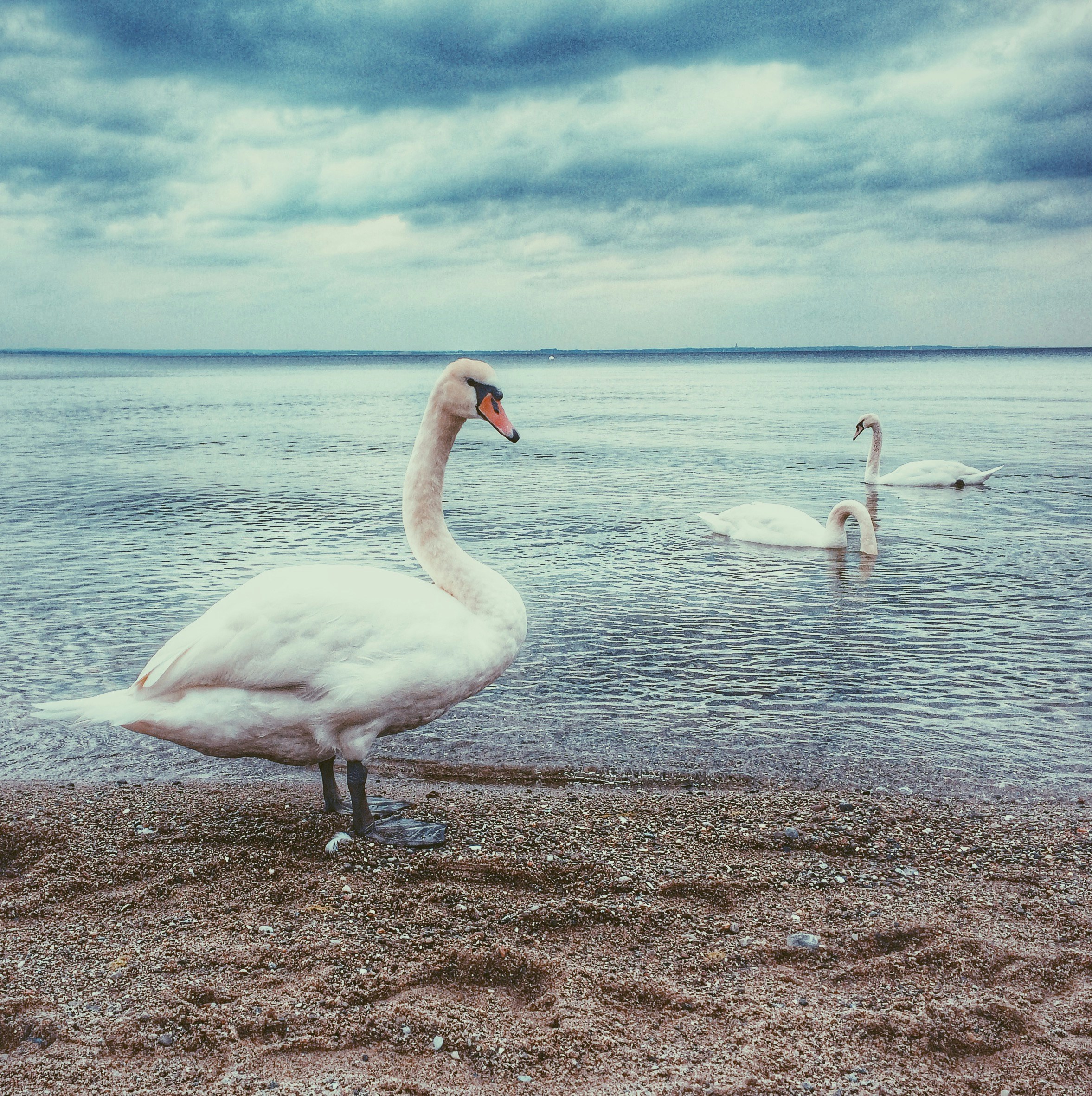 Three Swans by the Seashore
