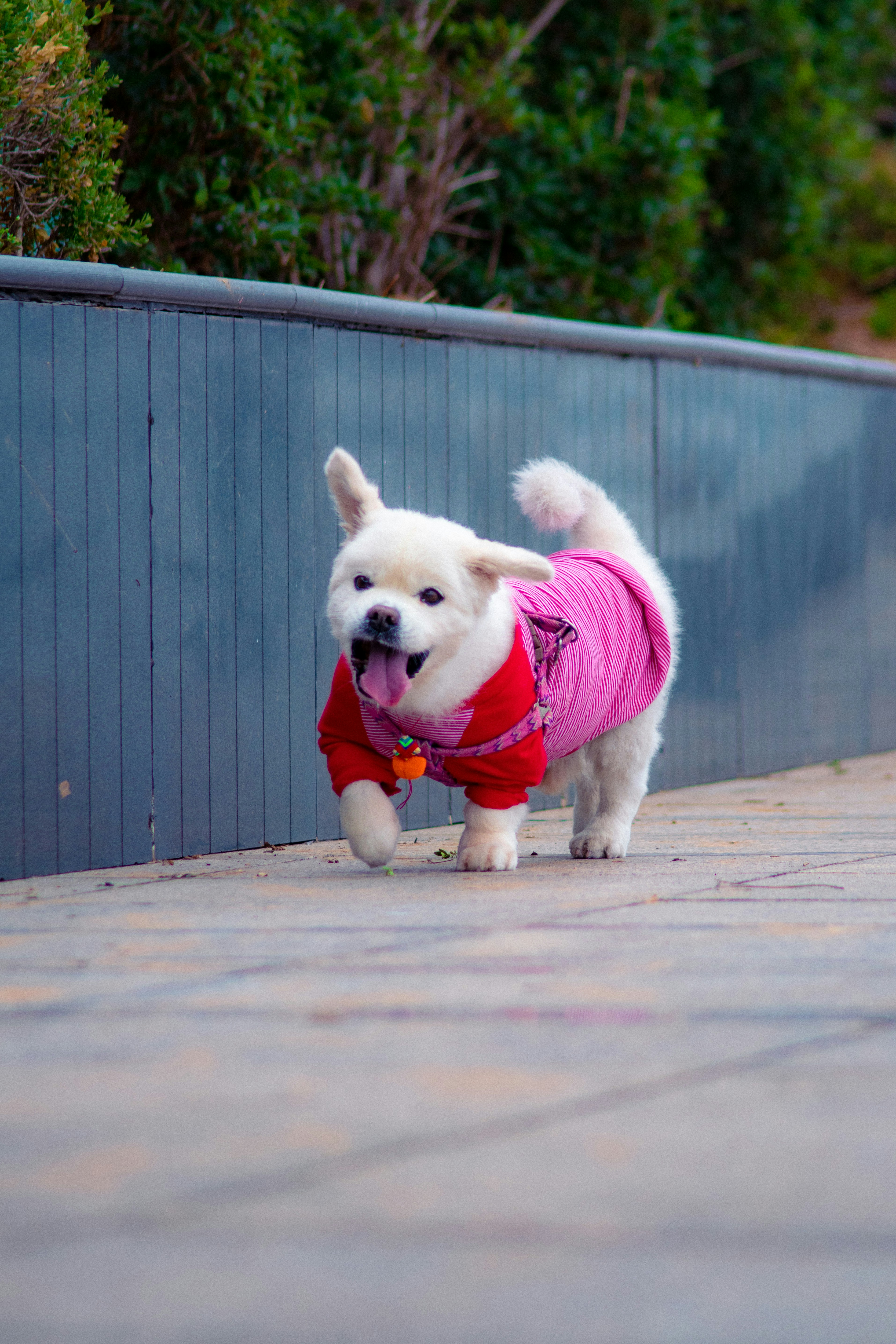 Cute Dressed White Dog Walking Outdoors