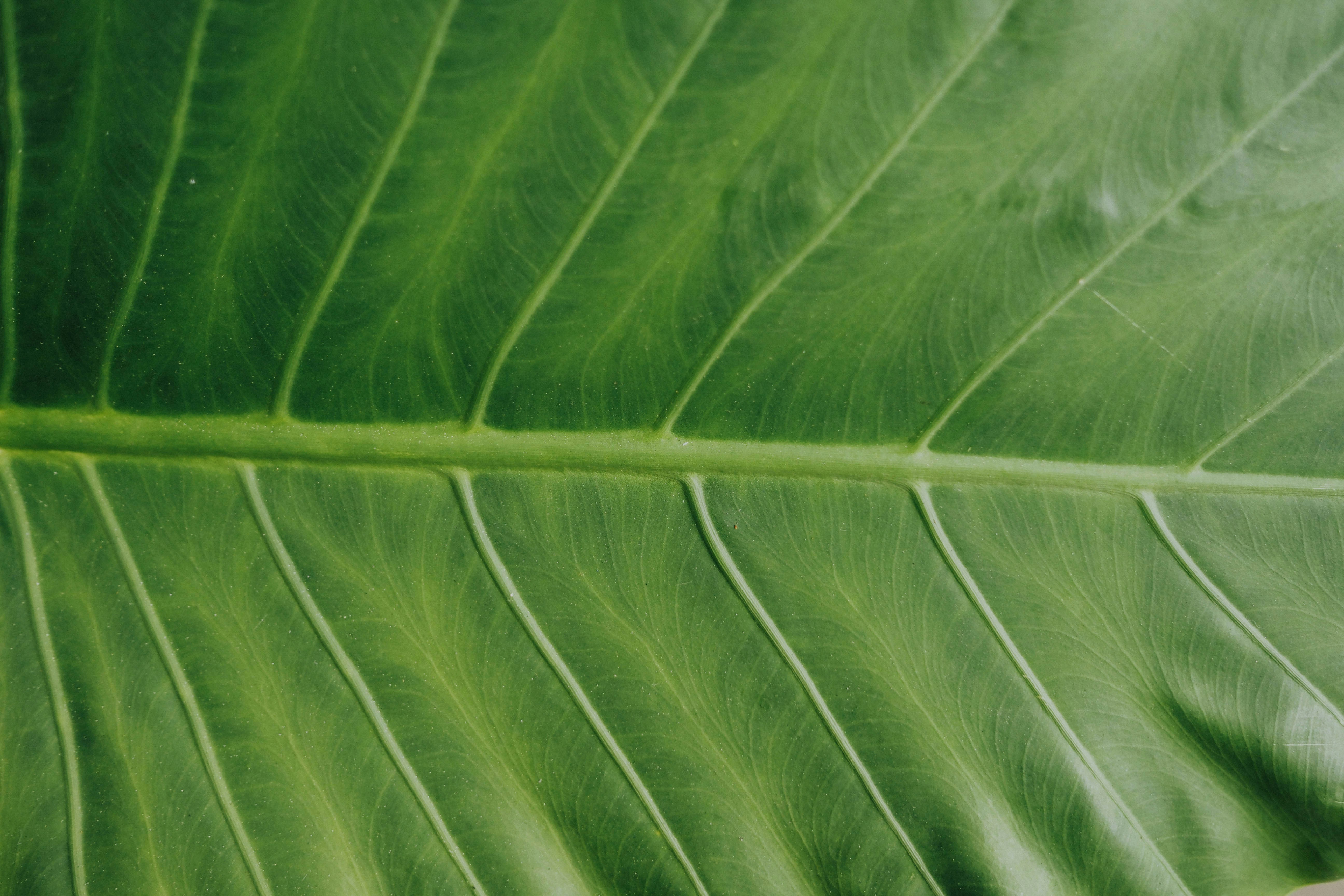 Close-up of Green Leaf Veins