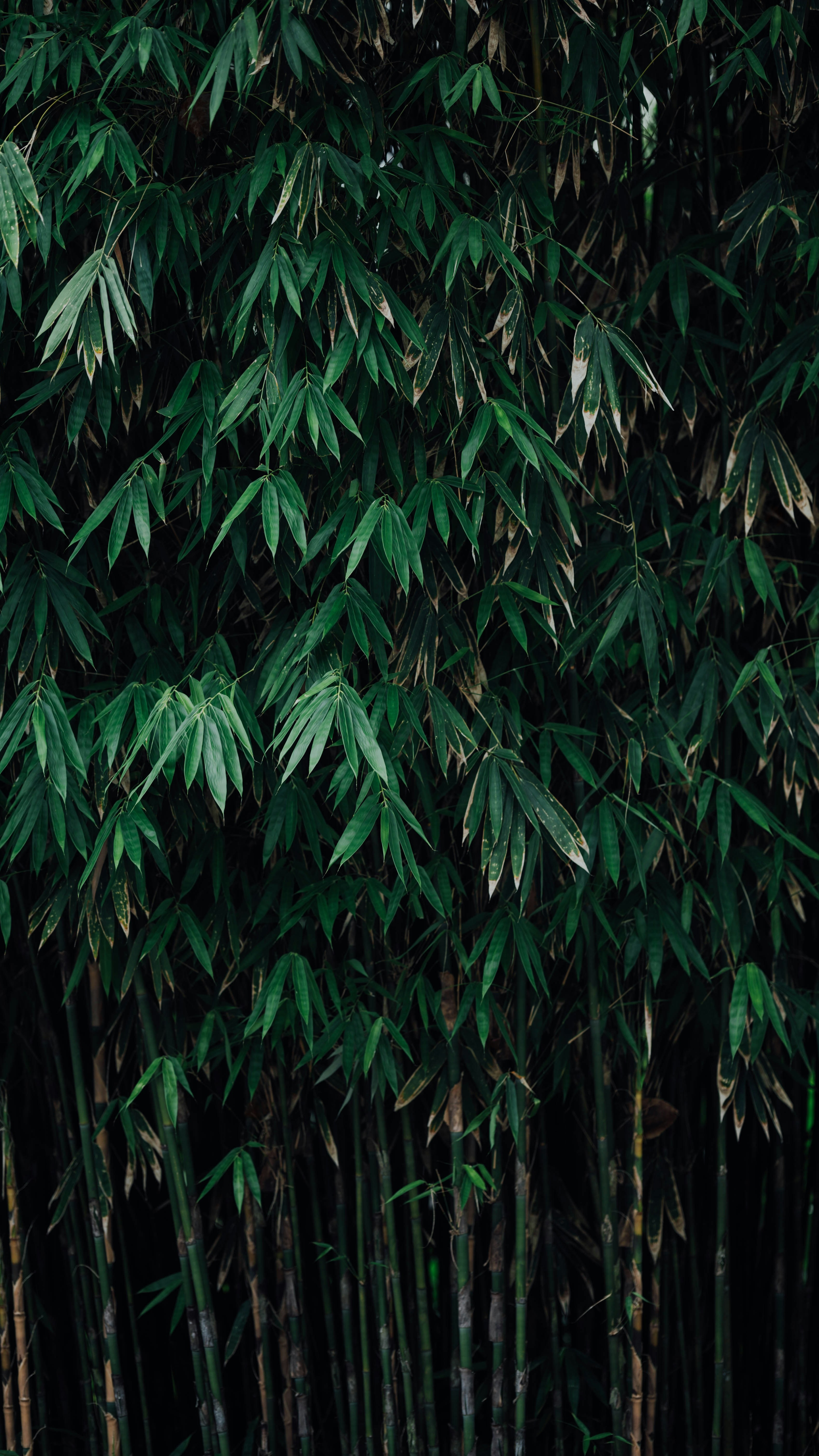 Dense Bamboo Forest
