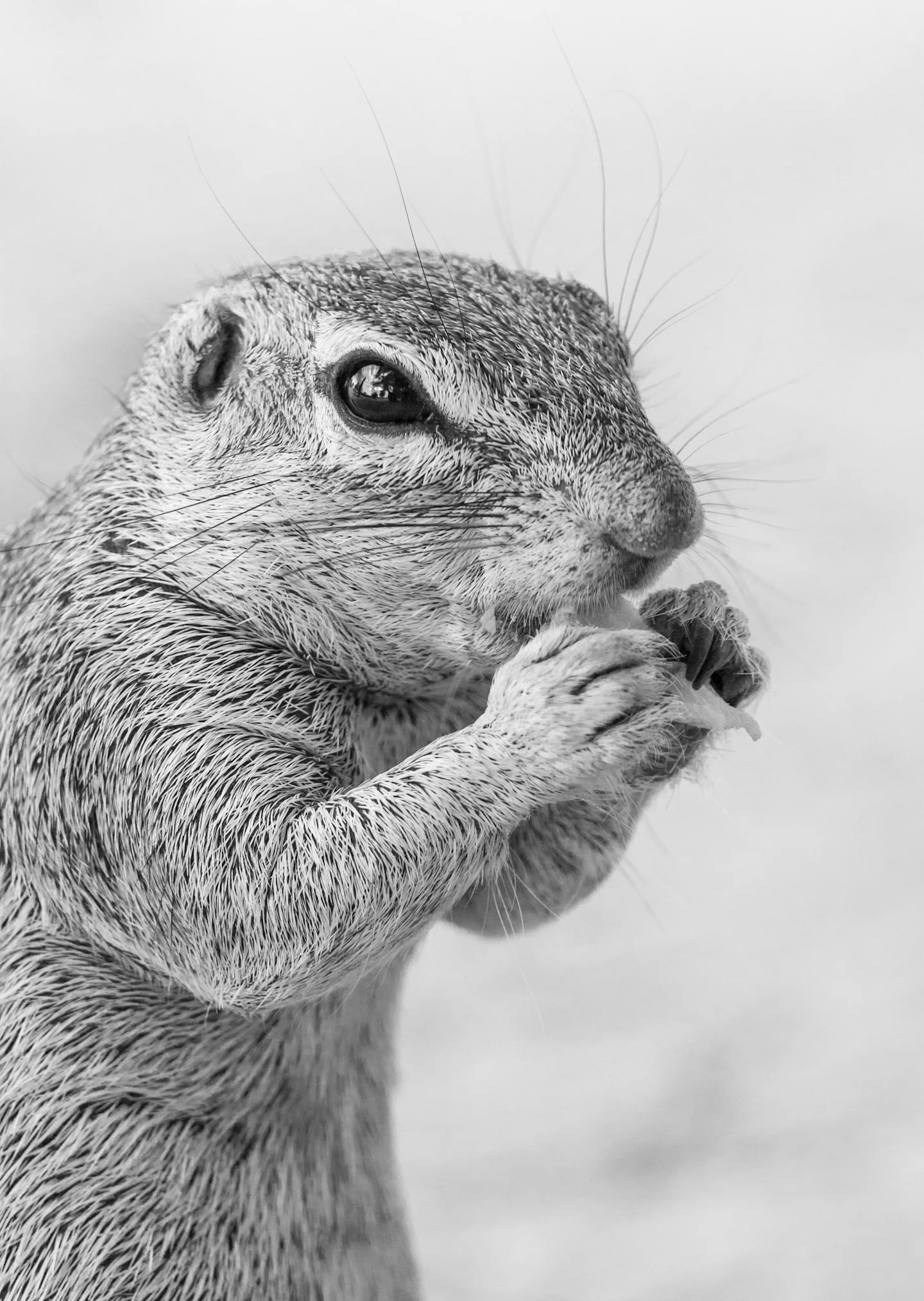 Close-up of Squirrel Eating