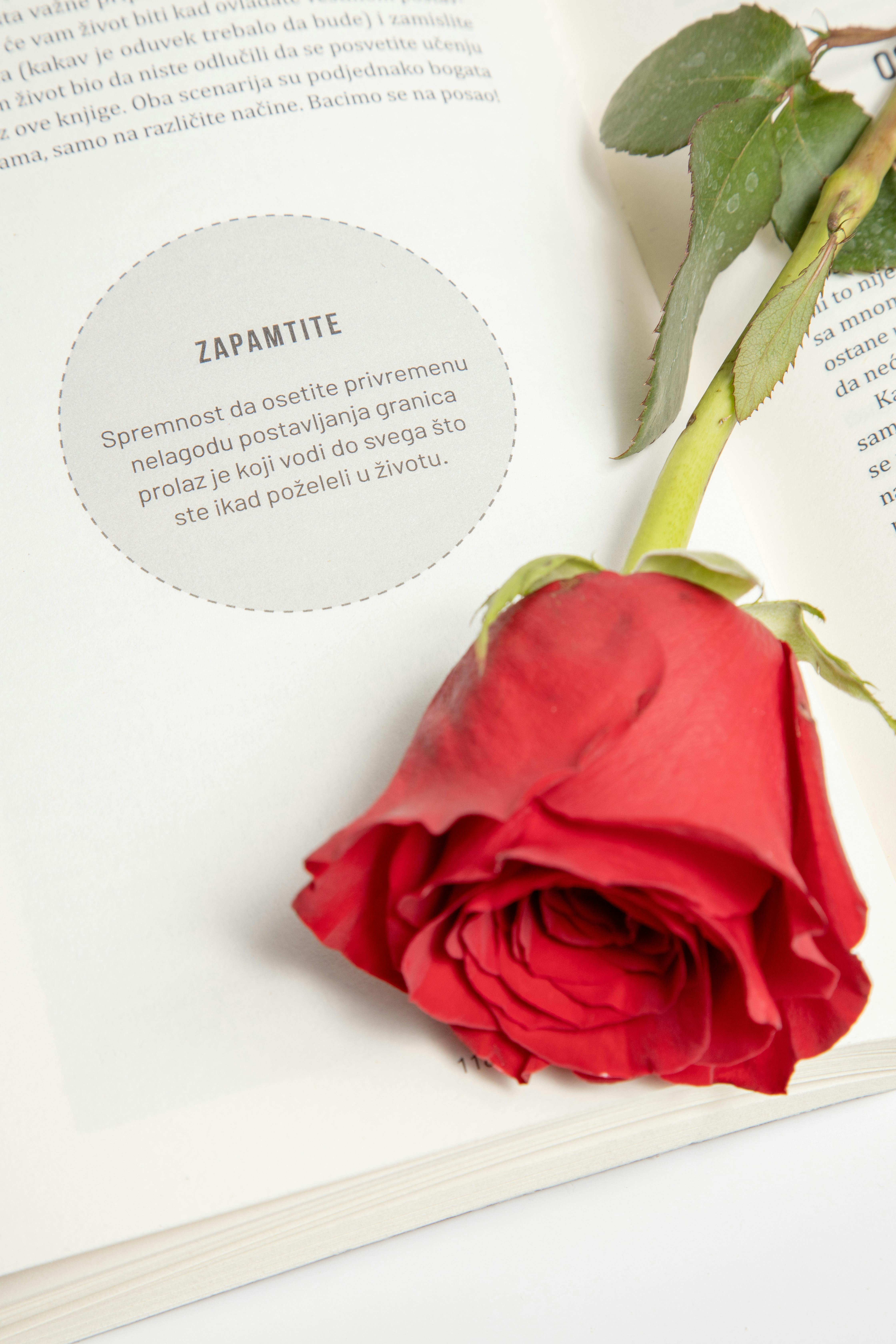 Red Rose on an Open Book