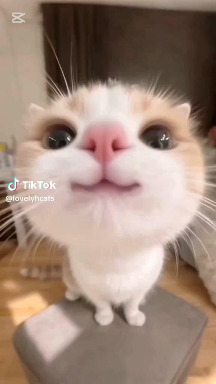 Close Up of Cat Facing Camera