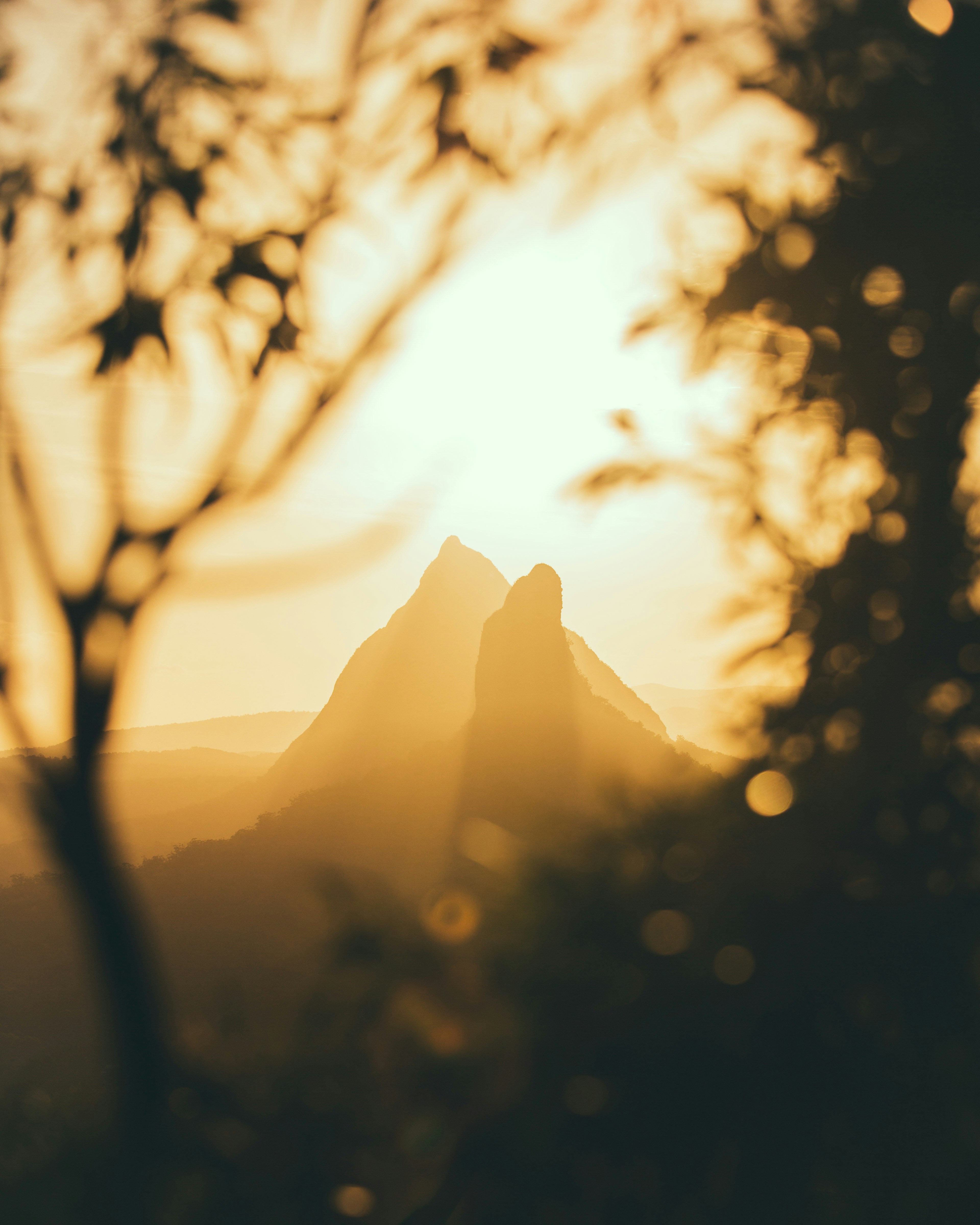 Sunset Mountain View Through Foliage