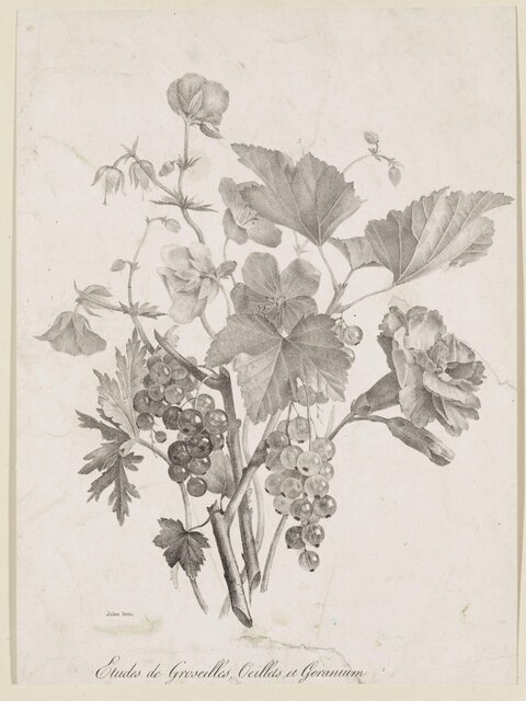 Pencil Study of Currants and Flowers