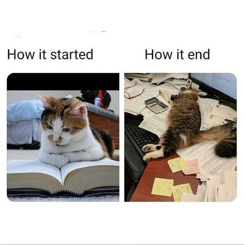 How It Started How It Ended Cat Meme