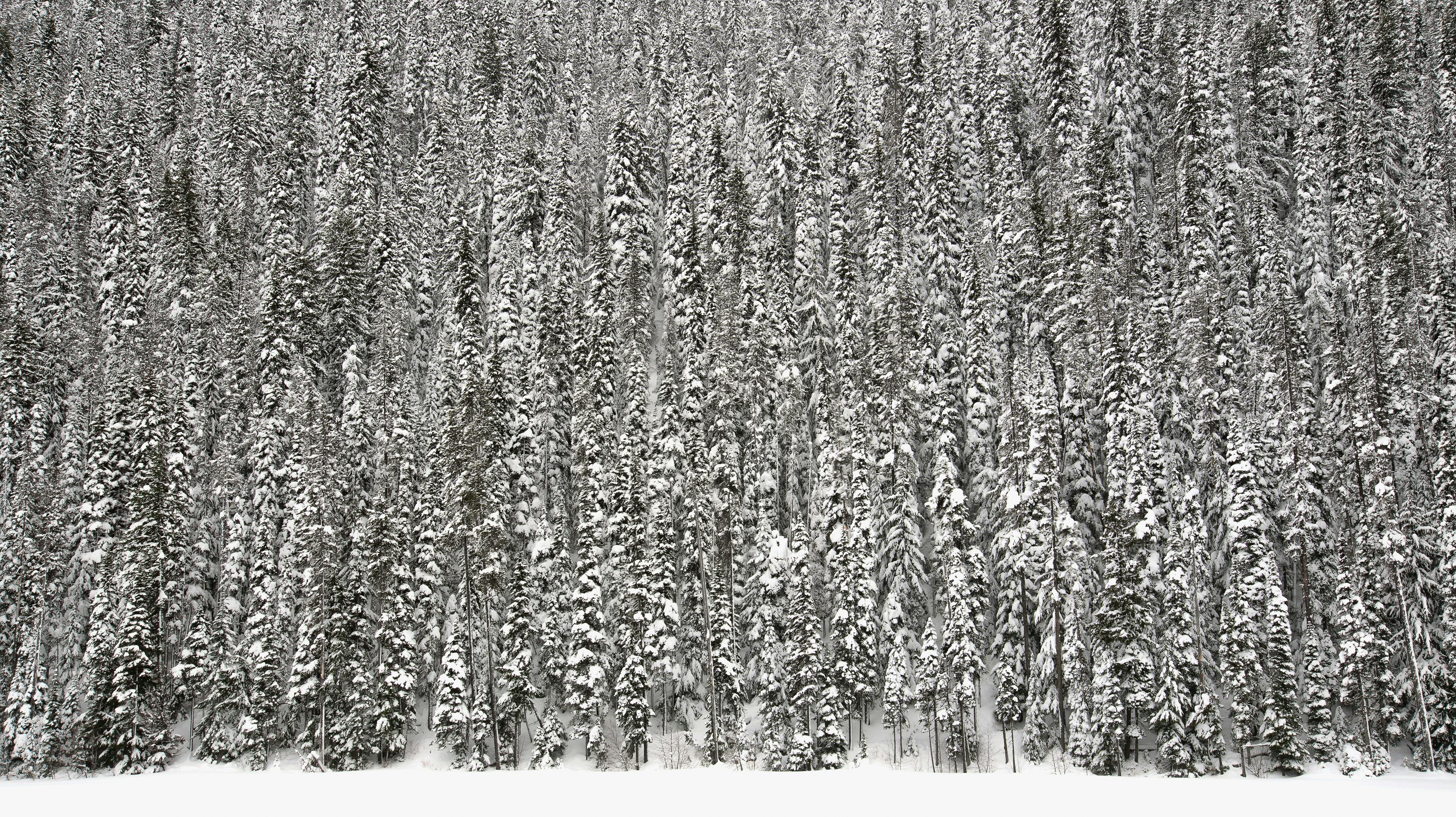 Snow Covered Pine Forest
