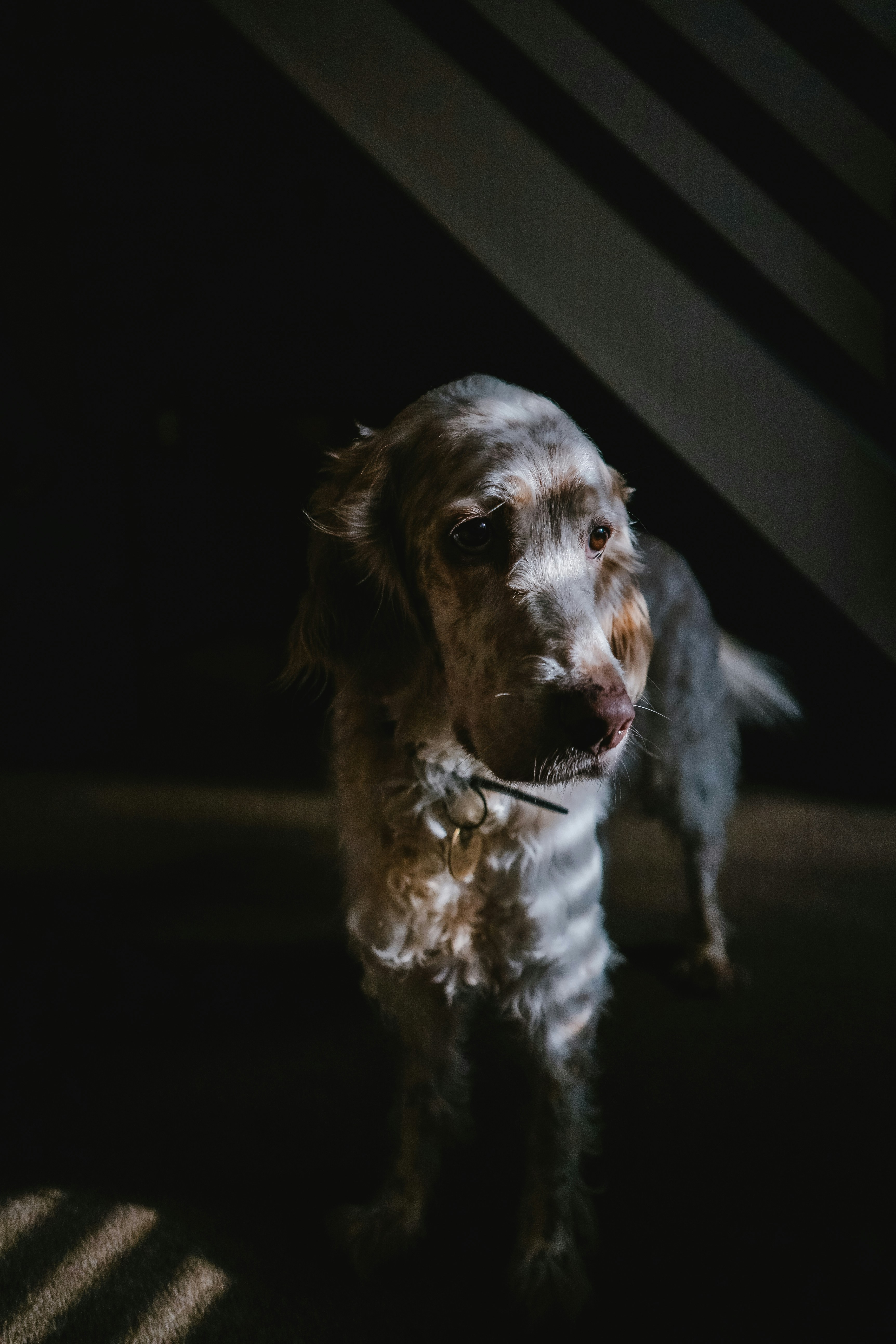 Long-haired Dog in Striped Shadow