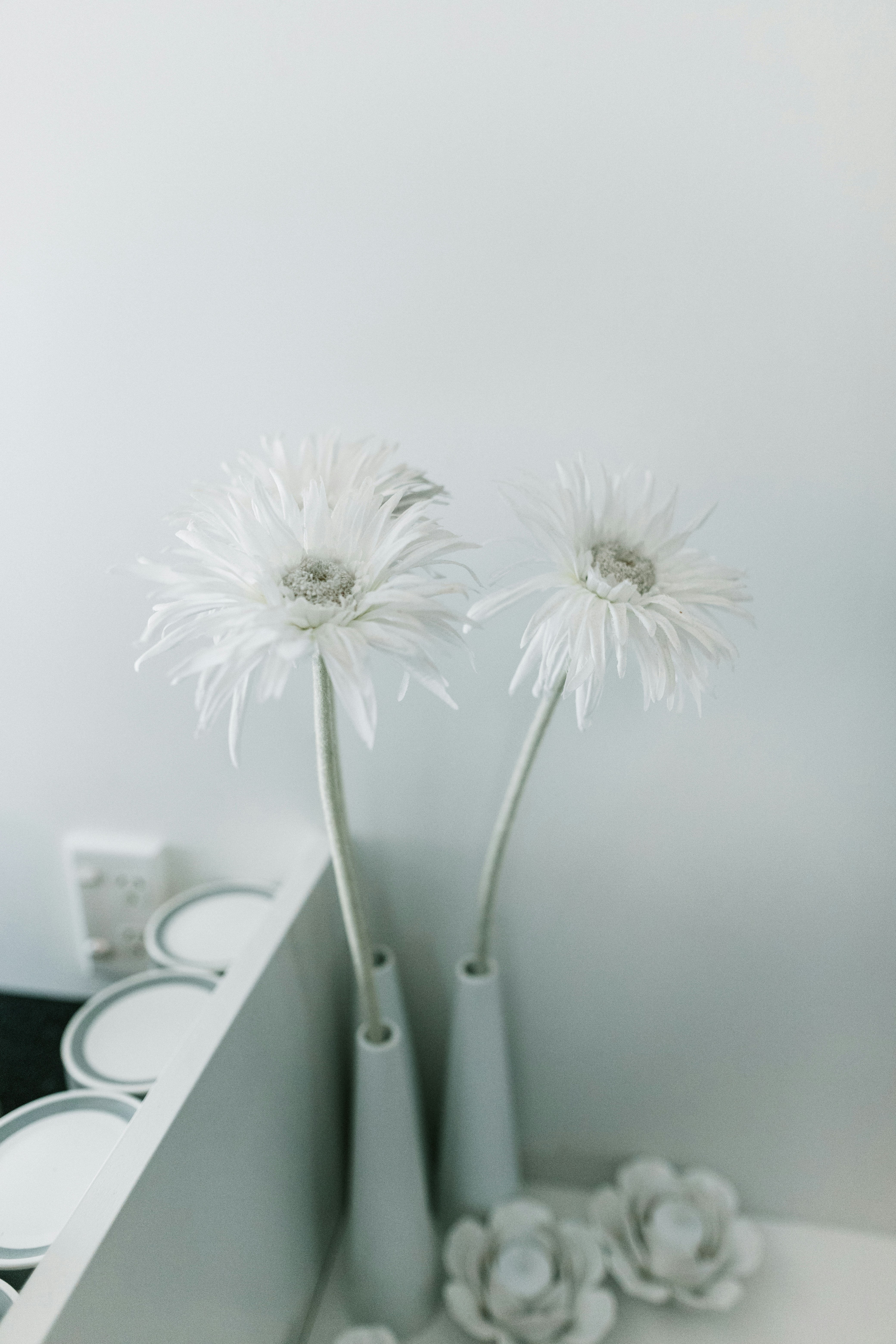 White Gerberas in Minimal Vases