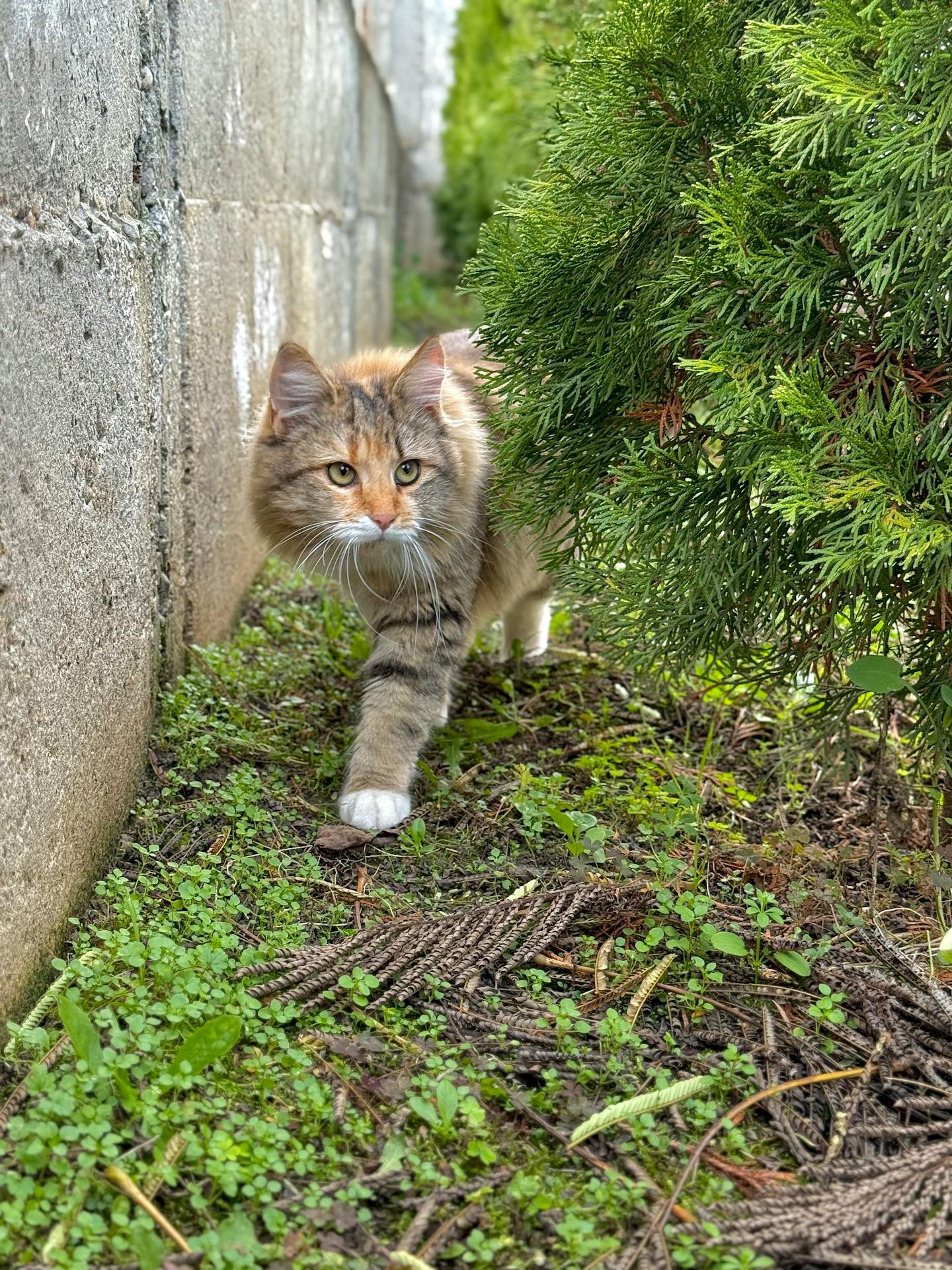 Fluffy Tabby Cat Walking Outdoors