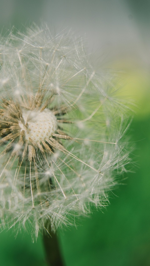 Close-up of a Dandelion Seed Head
