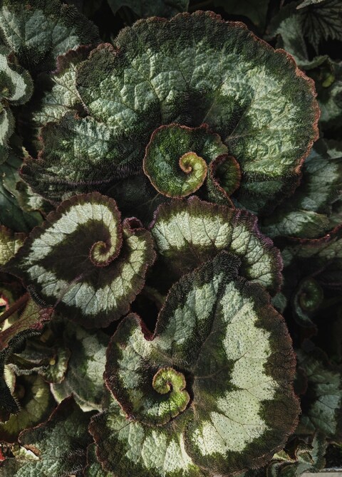 Spiral Variegated Begonia Leaves