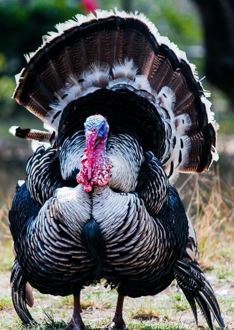 Male Turkey with Fanned Tail Feathers