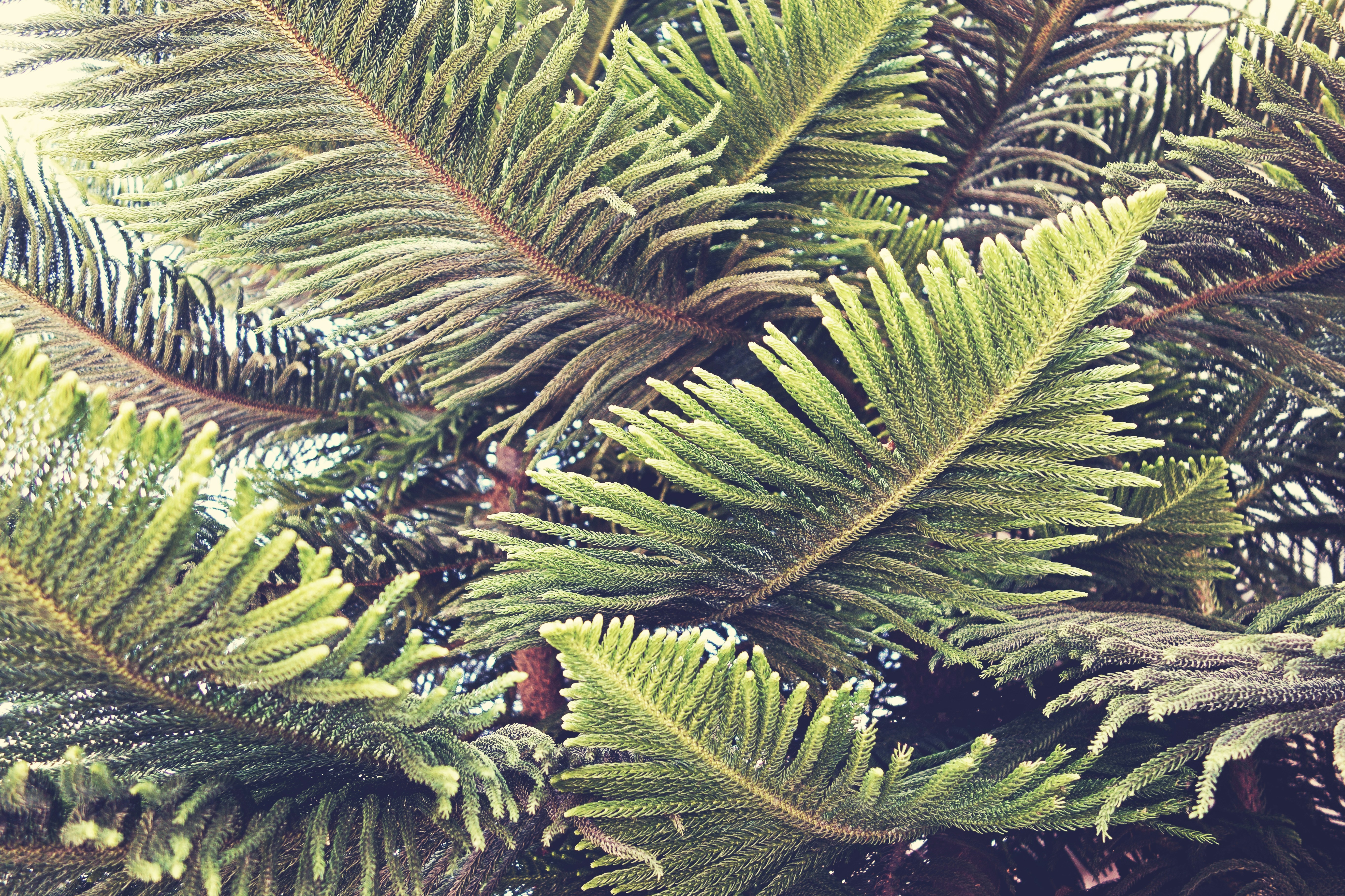 Close-up of Pine Branches