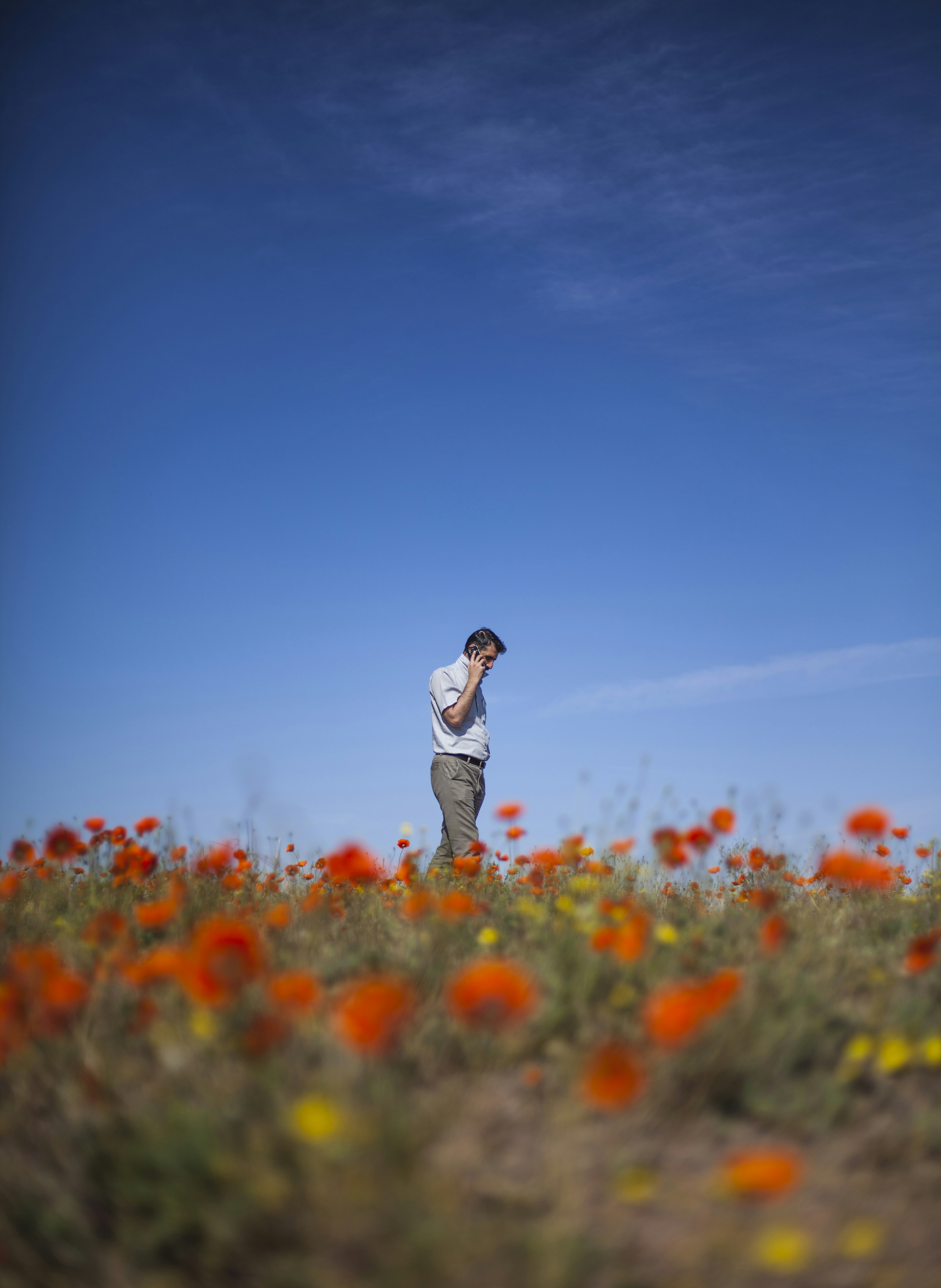 Man on Call in Orange Poppy Field