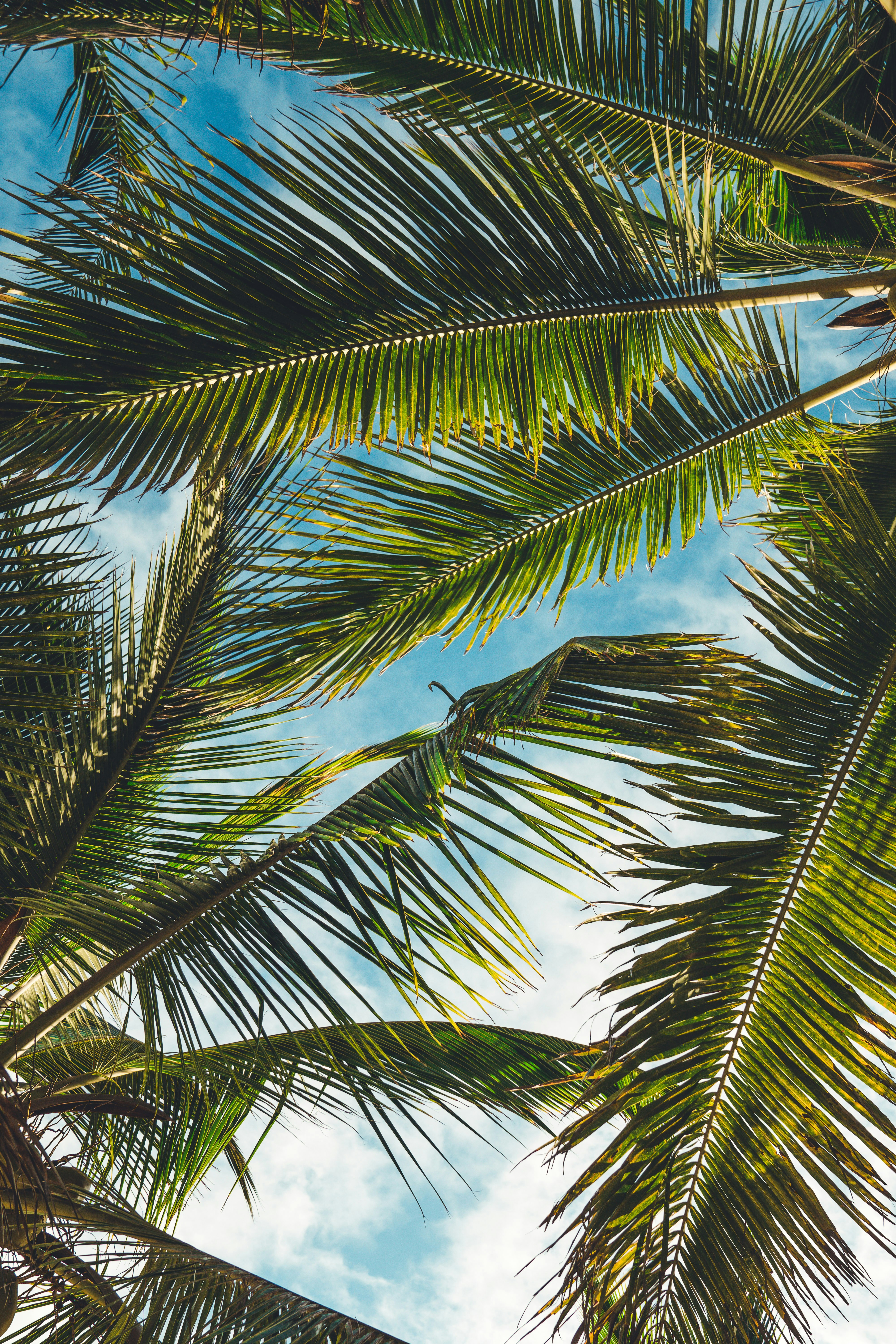 Coconut Palm Fronds Over Blue Sky