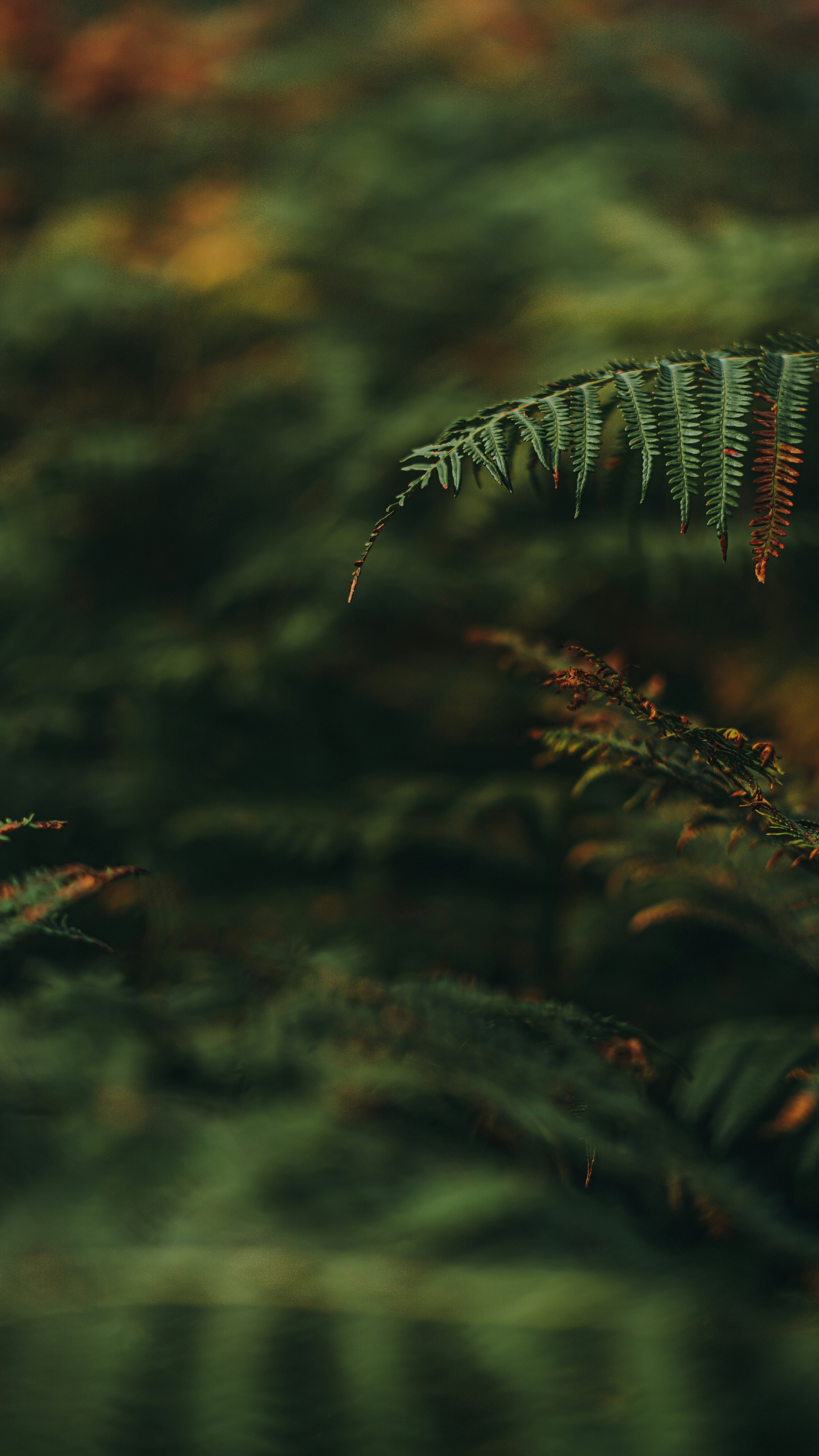Wallpapers