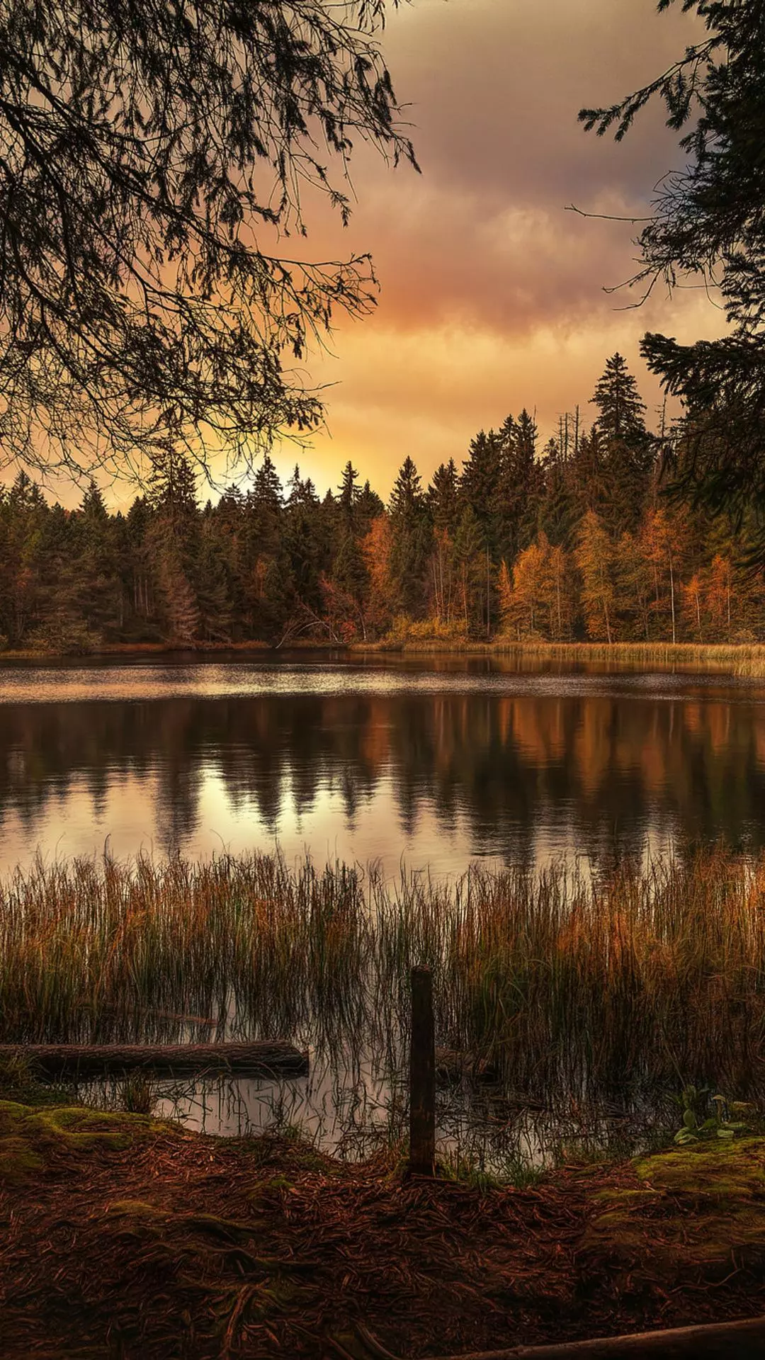 Wallpapers