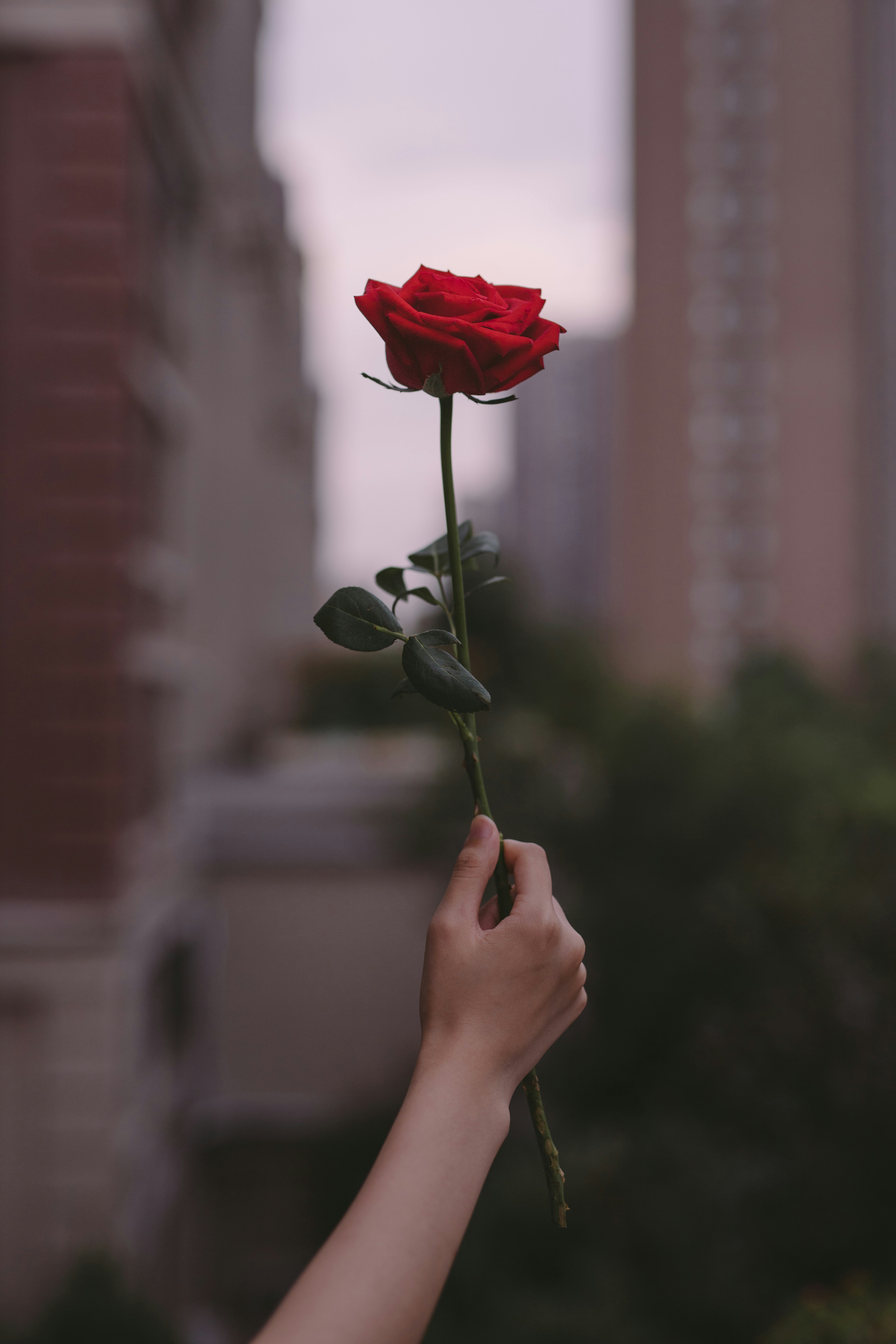 Hand Holding A Red Rose