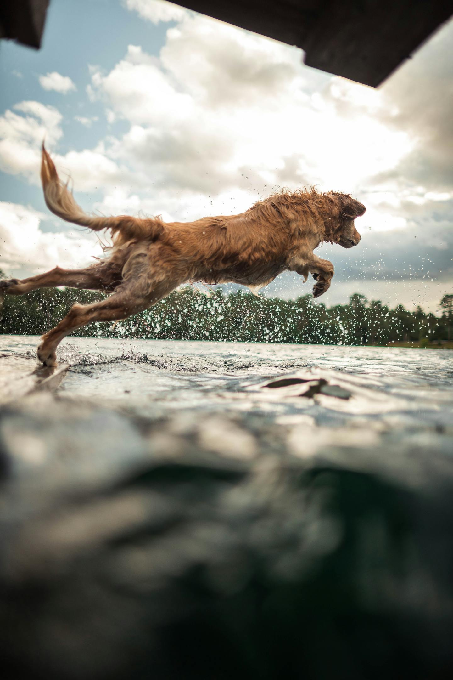 Golden Retriever Jumping Into Lake