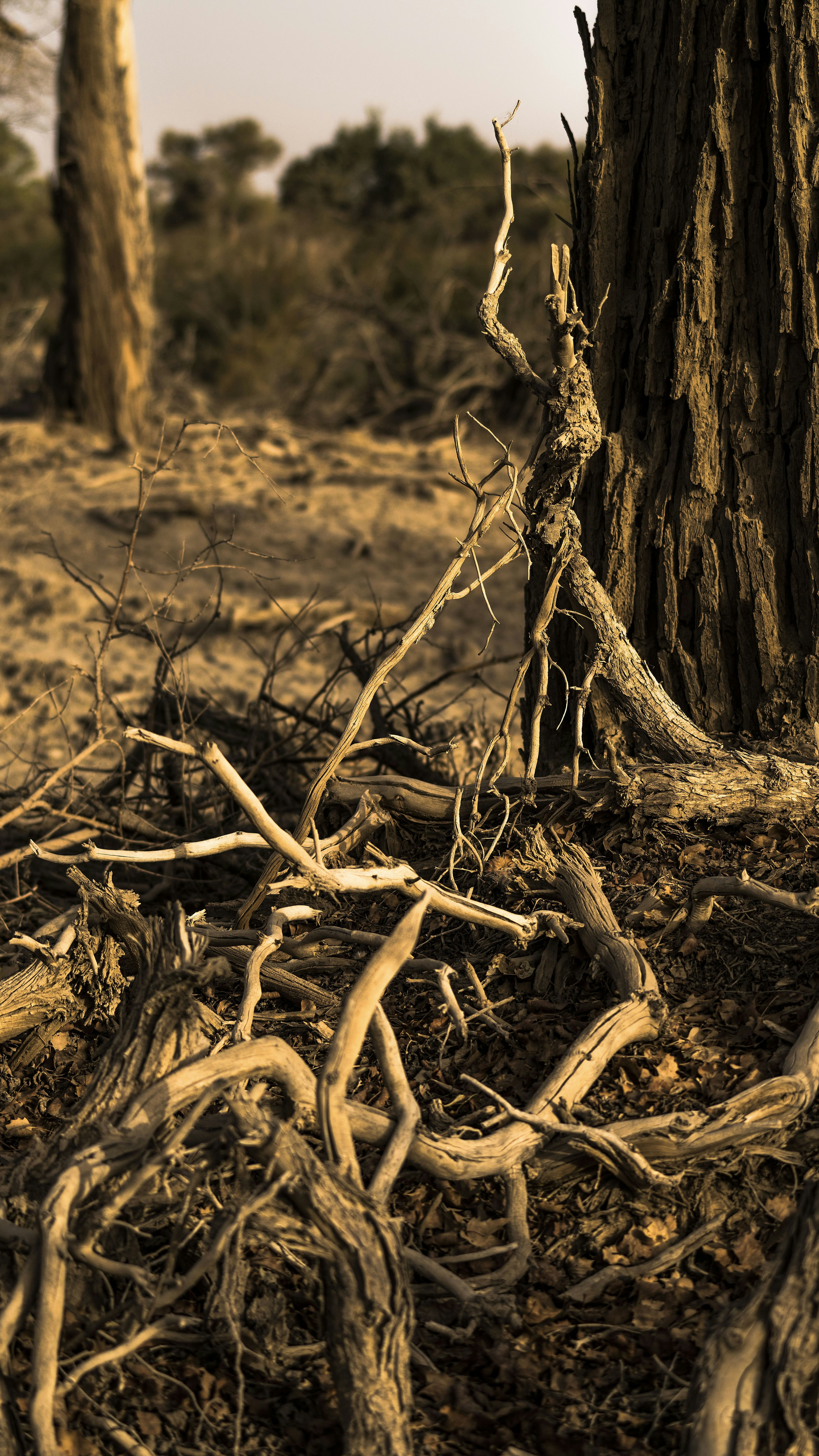 Dry Dead Tree Roots and Branches