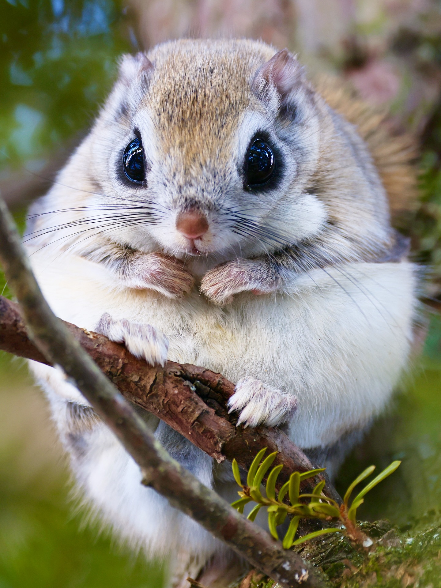 Cute Flying Squirrel on Branch