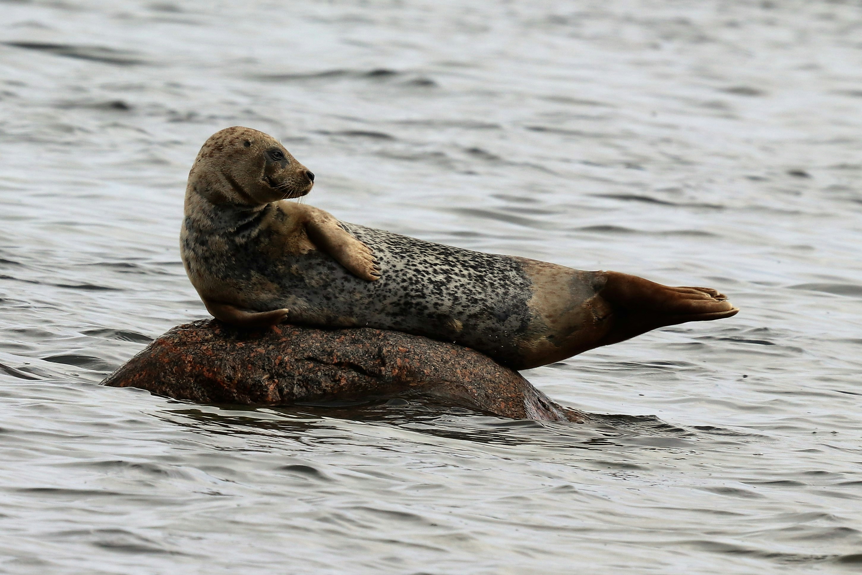 Seal Resting on Rock in Water